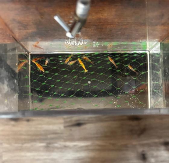 orange rili shrimp