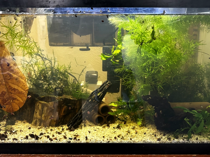 shrimp aquarium