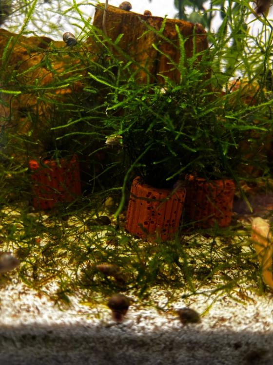 Photo from Frank's Thriving Aquatics