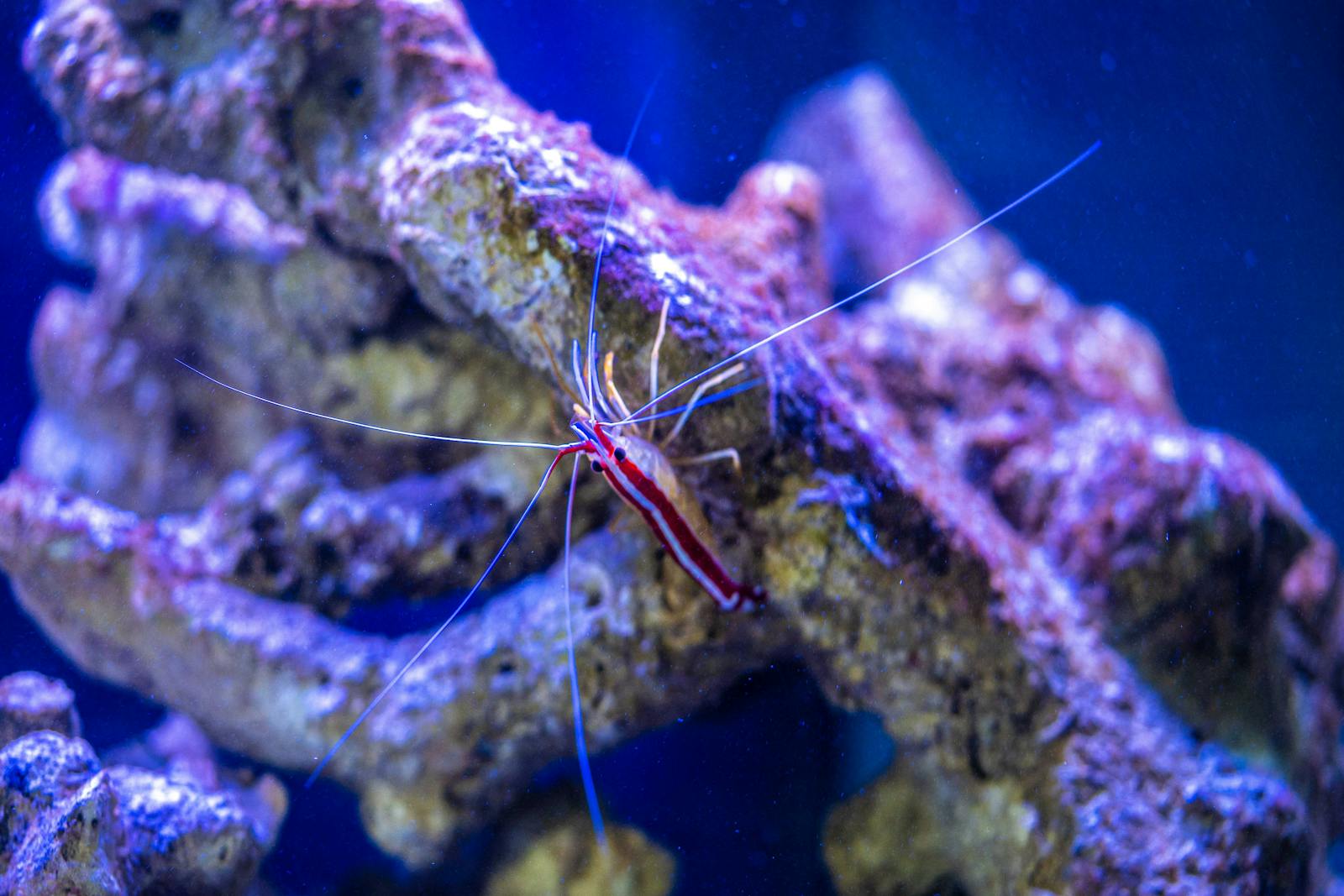 Stock photo placeholder — a colorful shrimp in close-up.