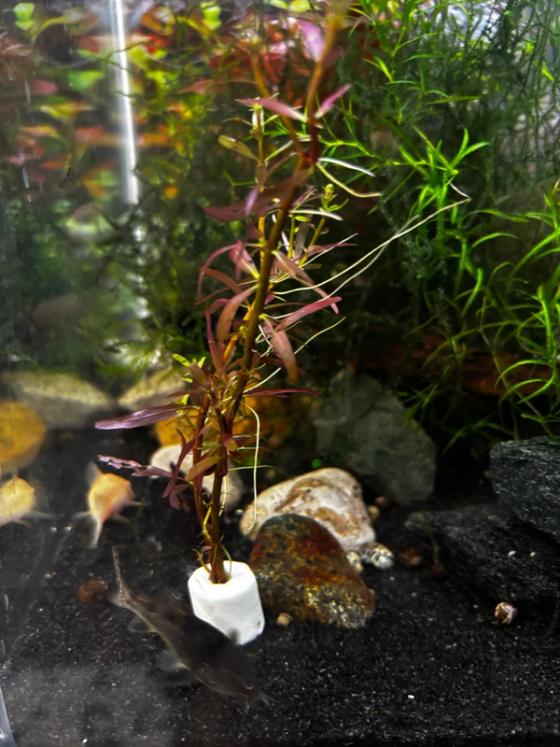 Photo from Frank's Thriving Aquatics