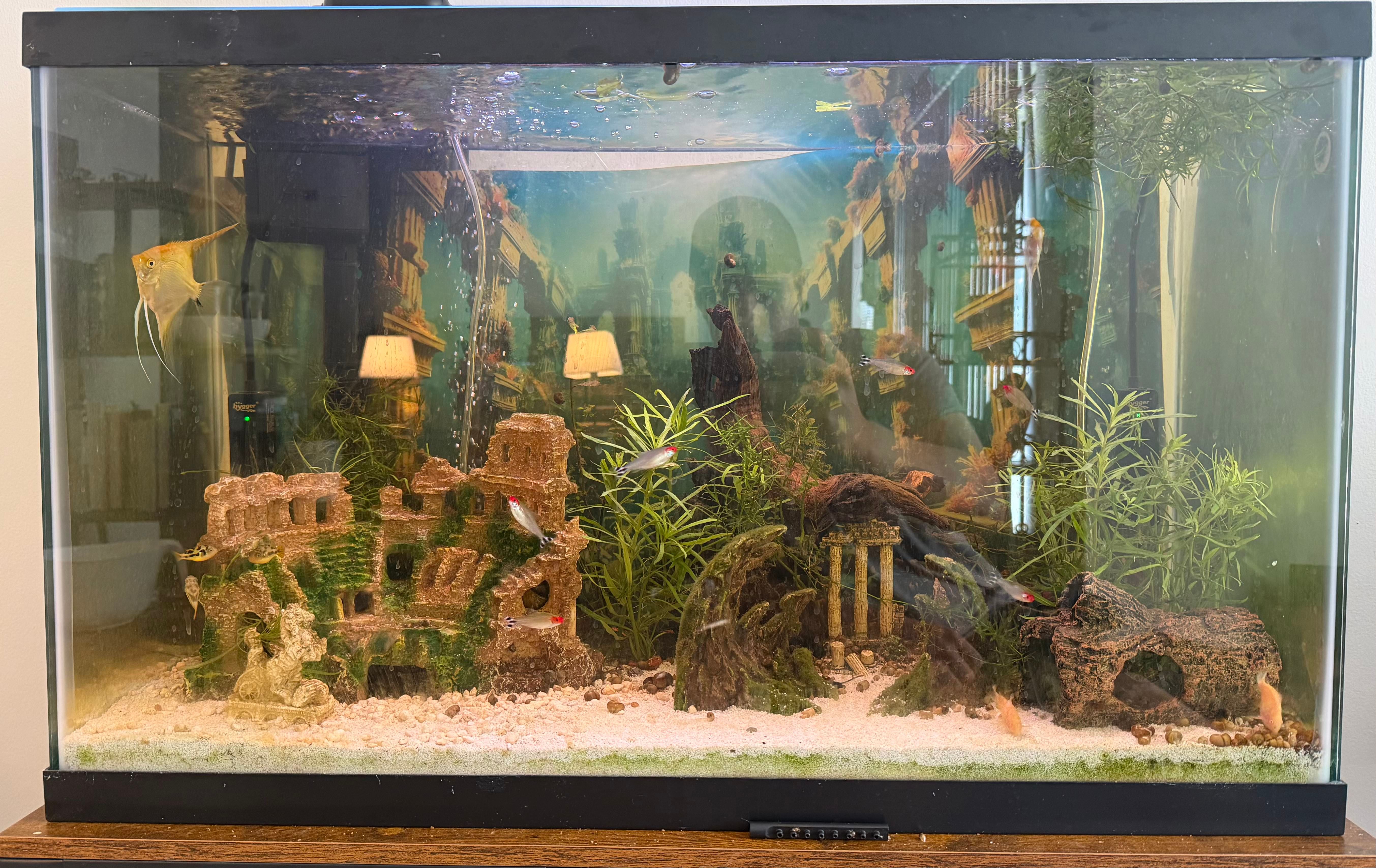ancient rome planted aquarium