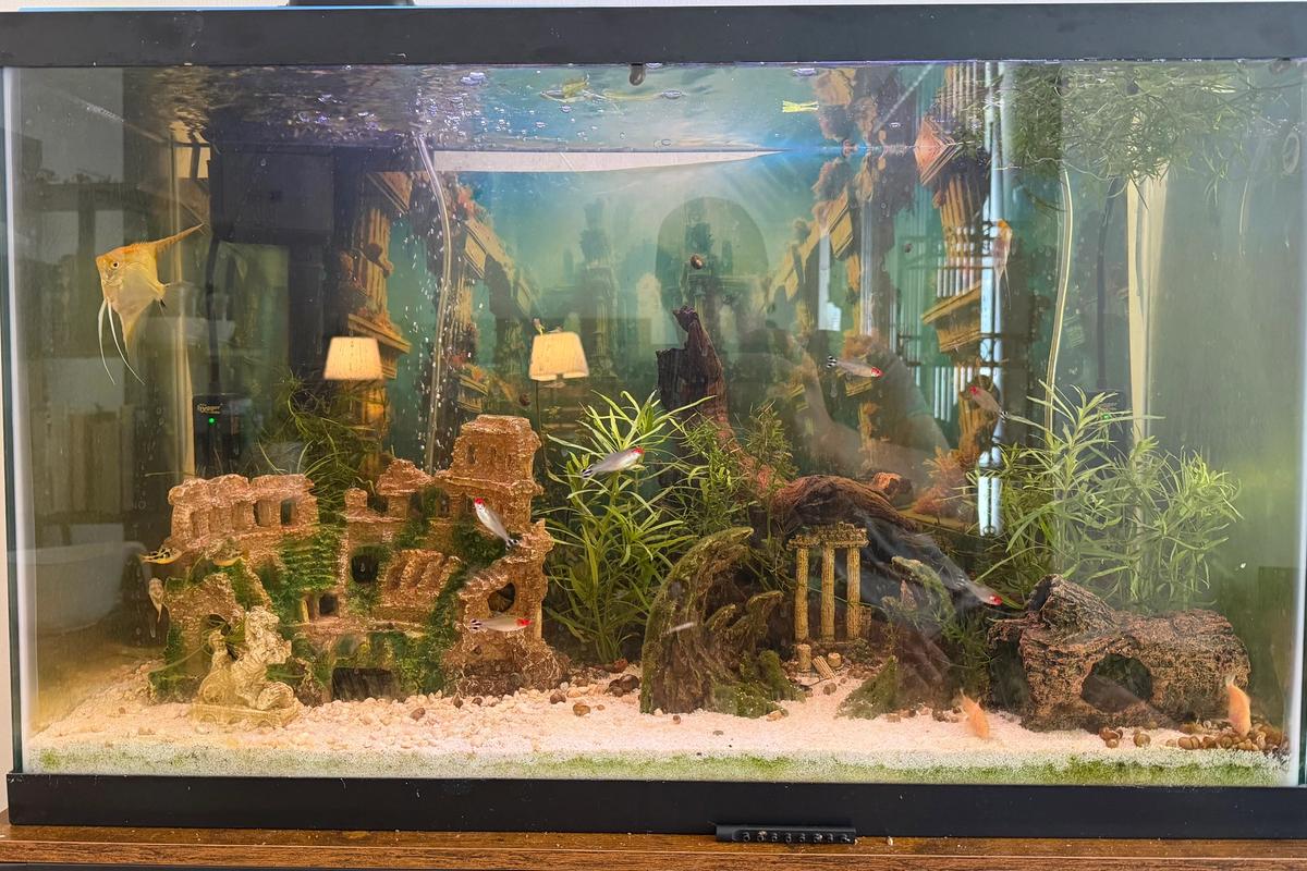 ancient rome planted aquarium
