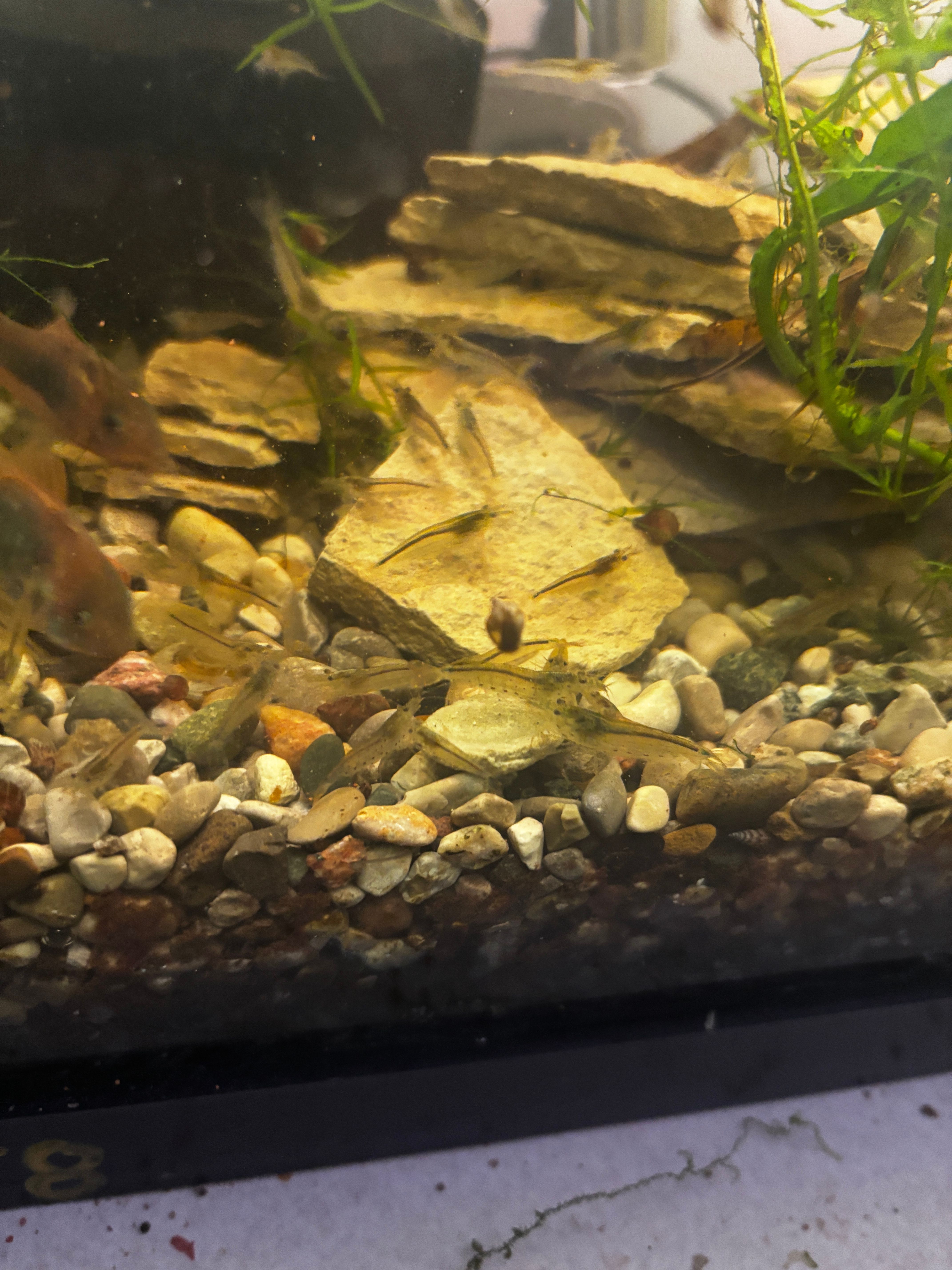 Amano Shrimp
