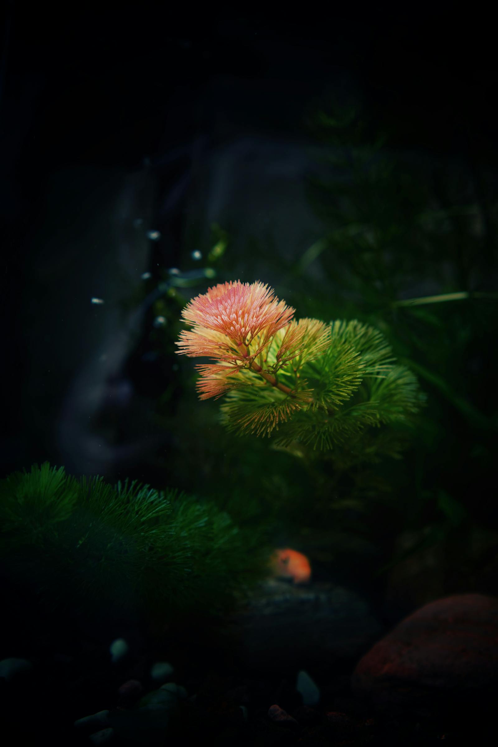 Stock photo placeholder — a vibrant aquatic plant in a planted tank.