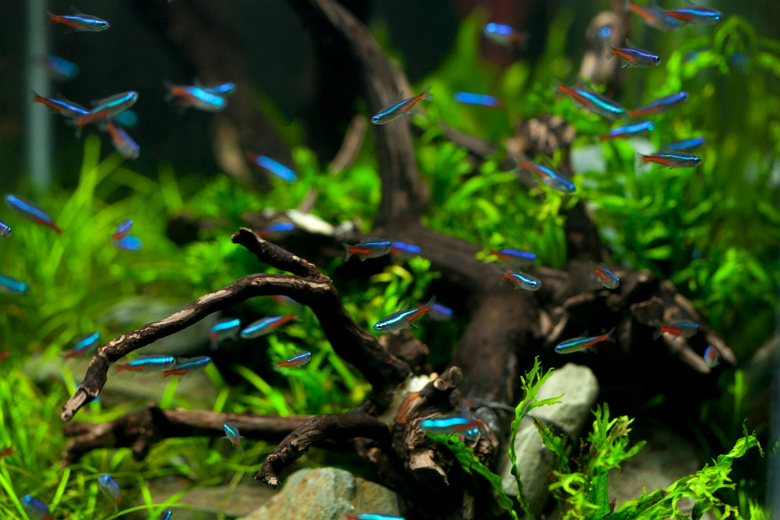 Stock photo placeholder — a planted aquarium with a school of neon tetras.
