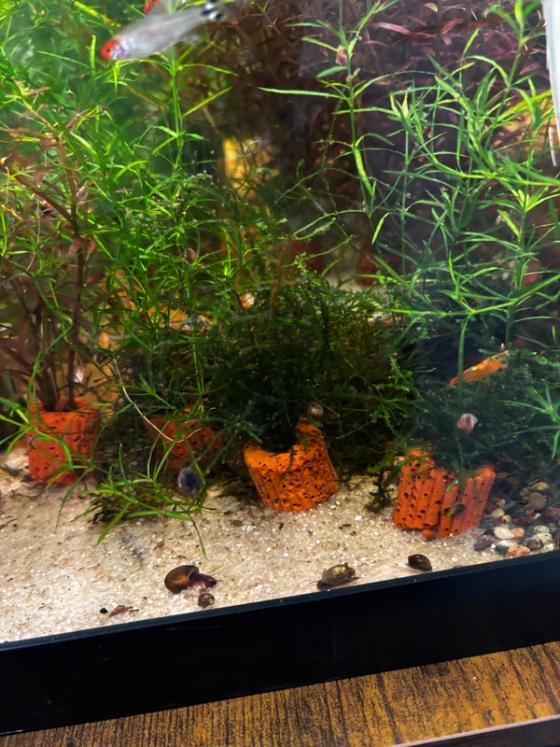 Photo from Frank's Thriving Aquatics