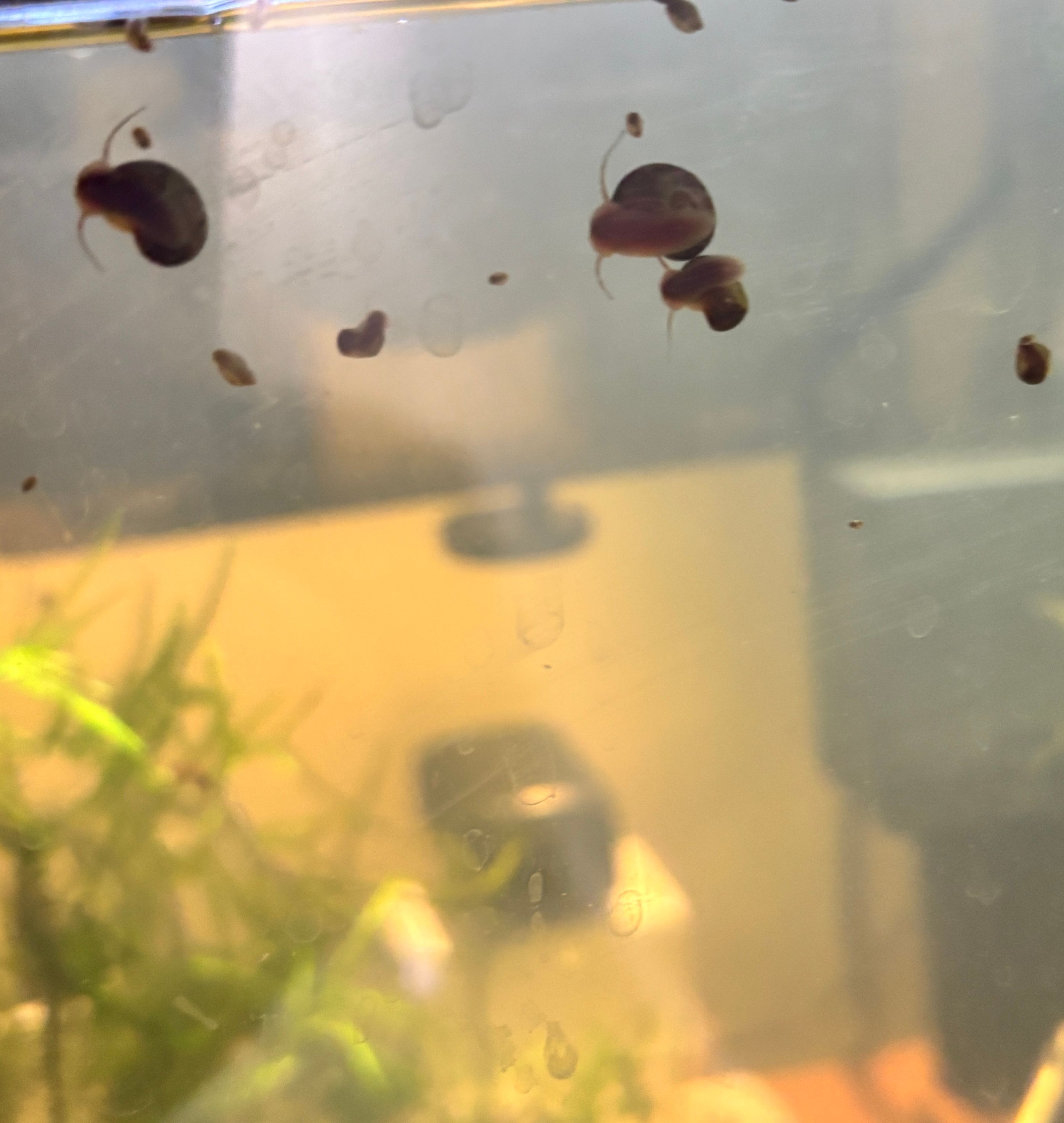 snails bladder clean-up algae eaters 