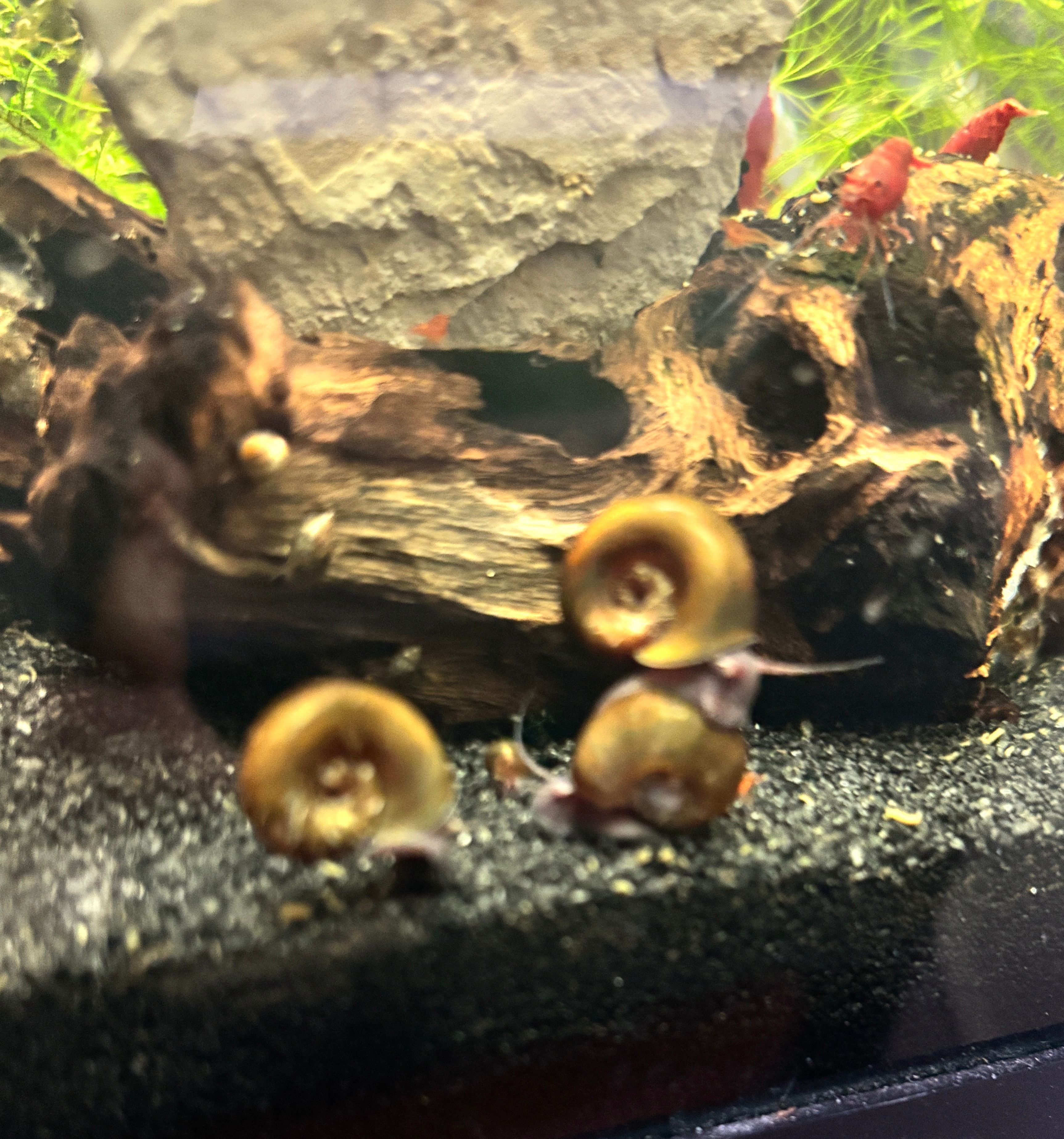 snail clean-up crew rams horn