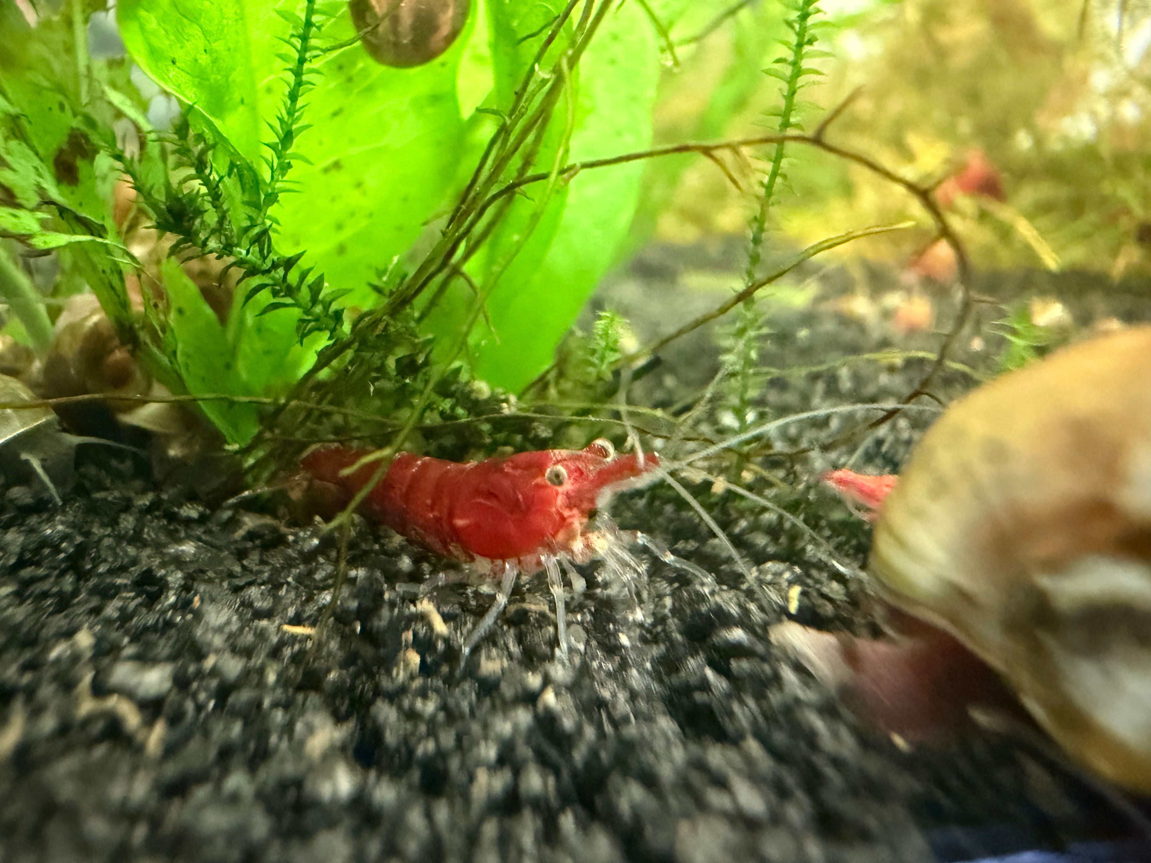 Neocardina Fire red shrimp cherry 