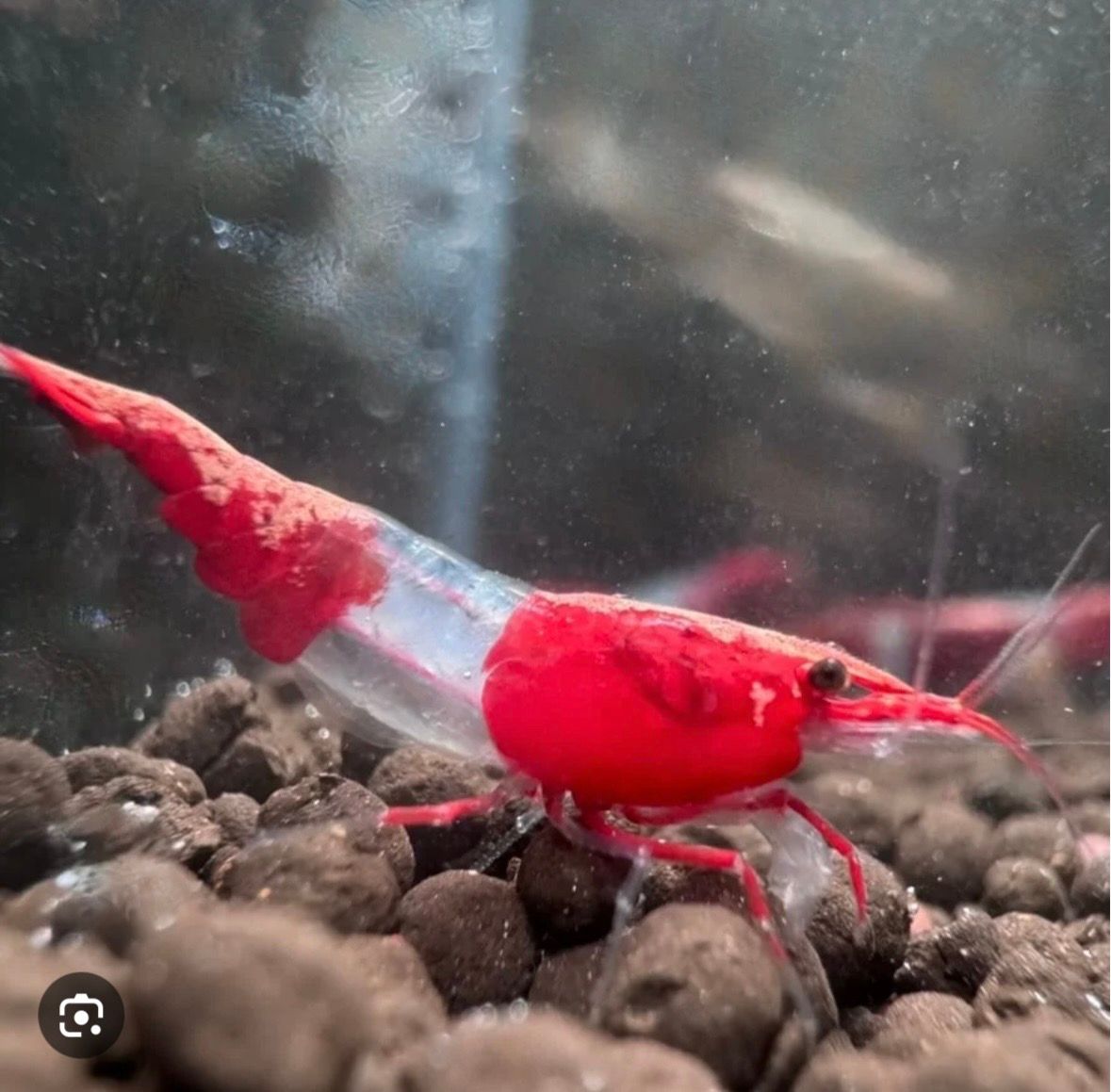 Rili shrimp neocardina red rili
