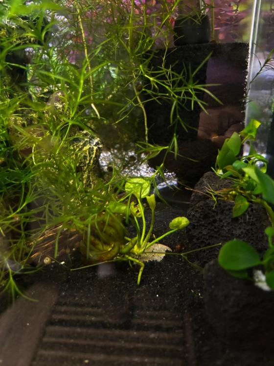 Photo from Frank's Thriving Aquatics
