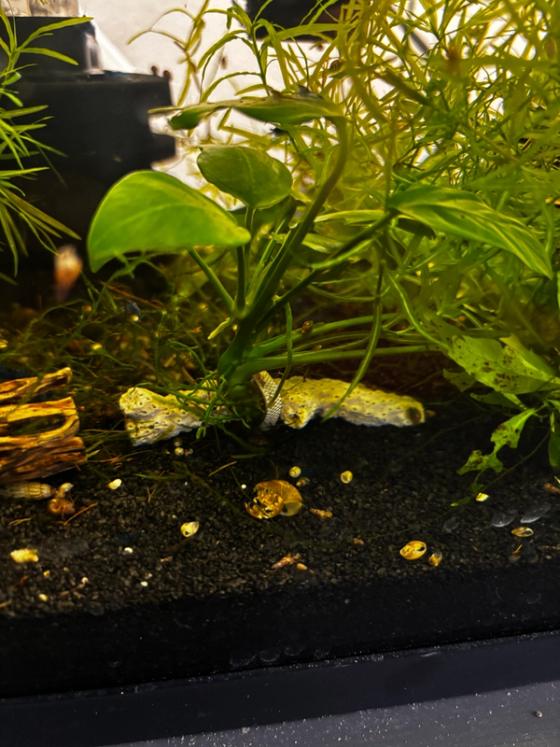 Photo from Frank's Thriving Aquatics