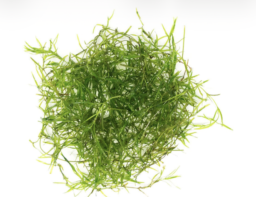 Fresh Guppy Grass