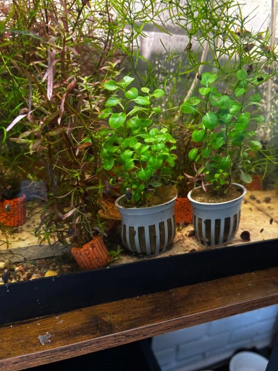 Photo from Frank's Thriving Aquatics
