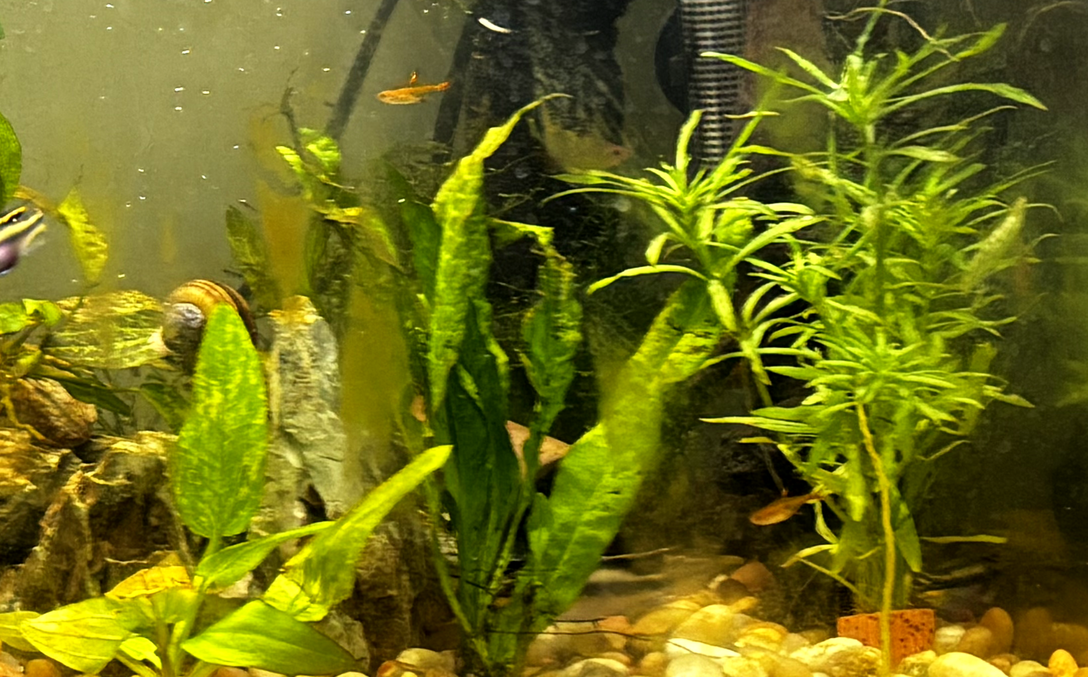  Vibrant aquatic plants in a planted tank.