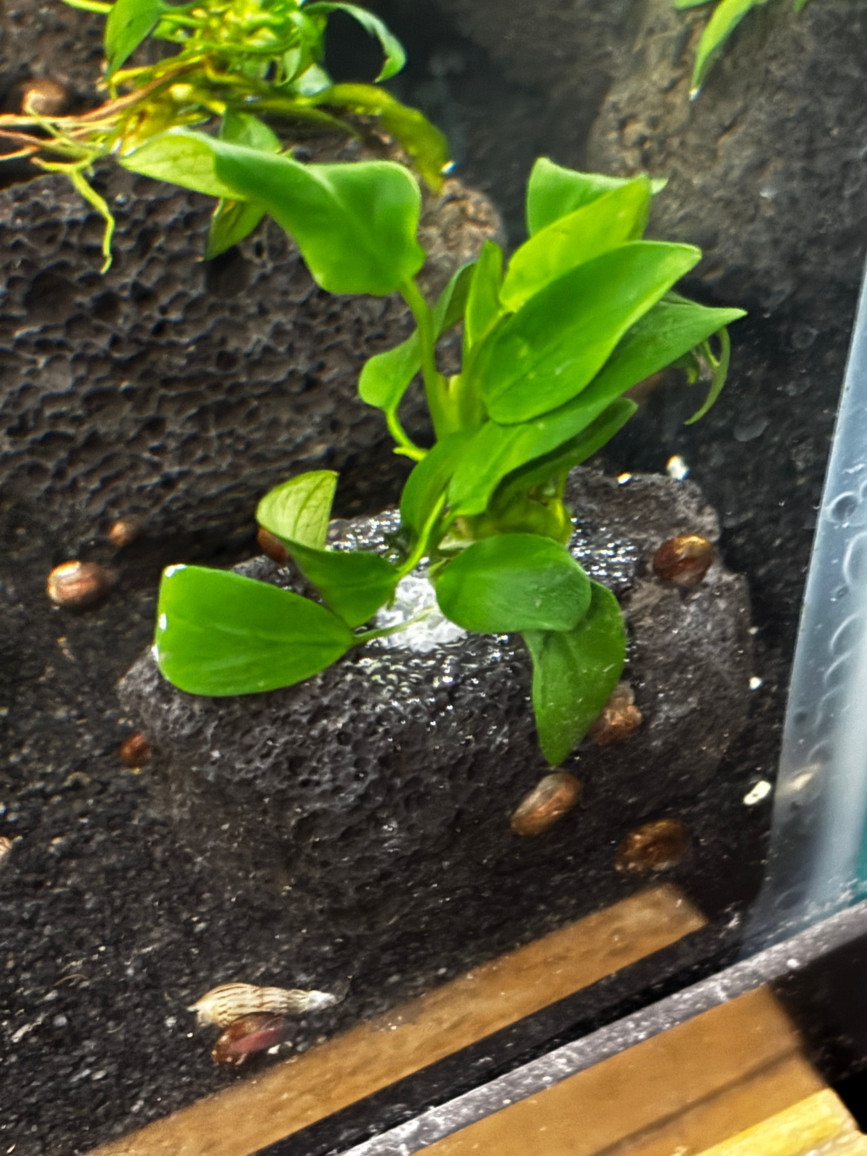 anubias nana plant