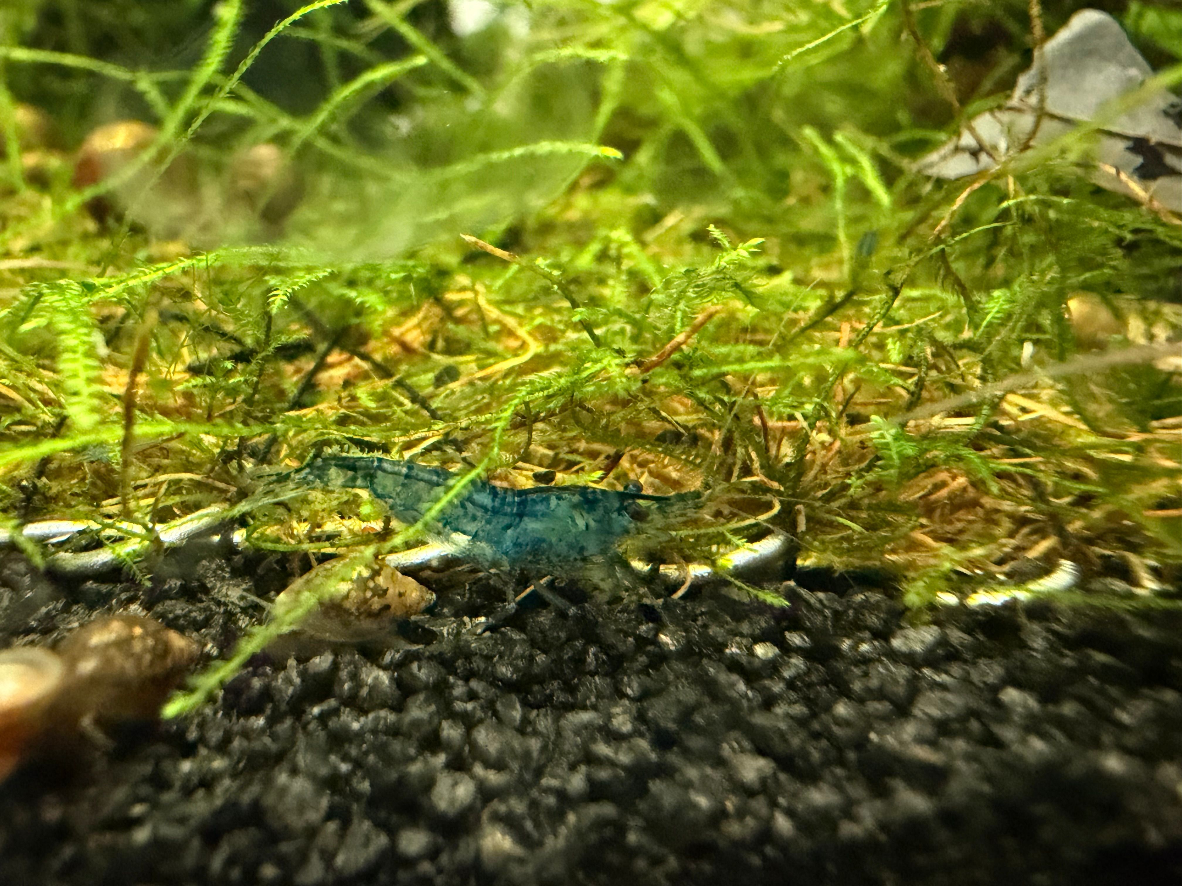culled blue dream neocardina shrimp