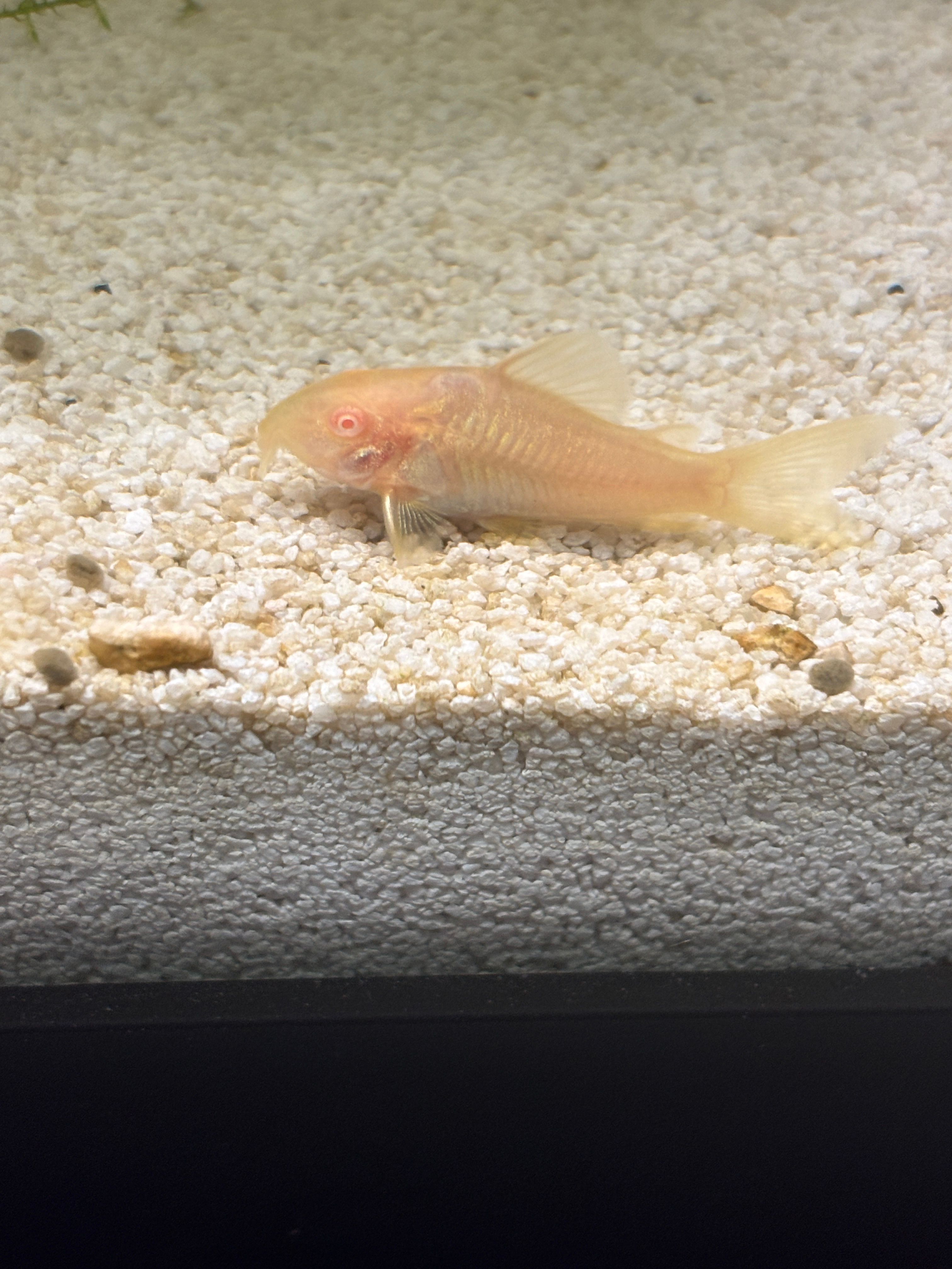 albino corycat catfish corydora