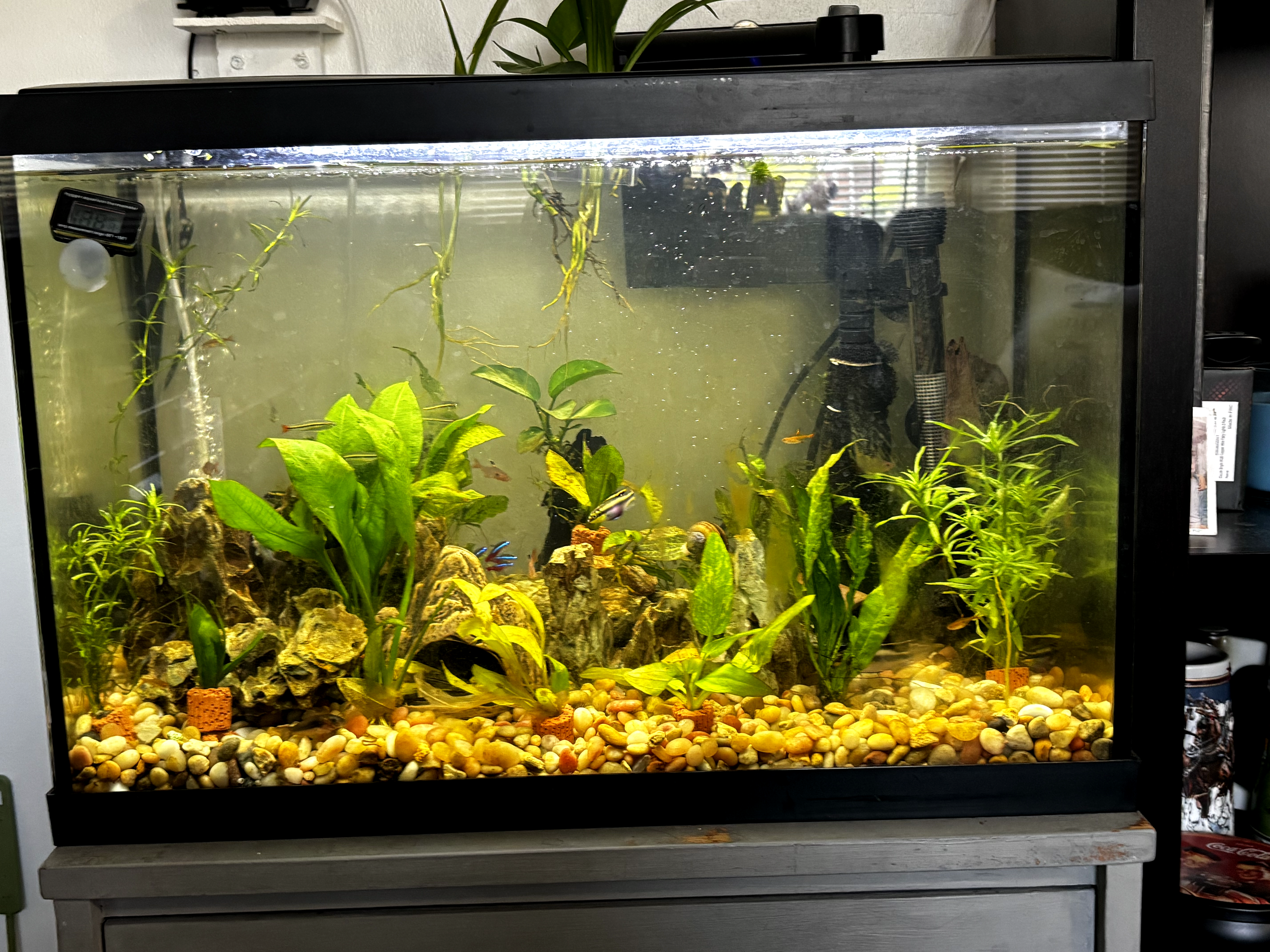kribs rasbora planted caves kribensis african cichlid