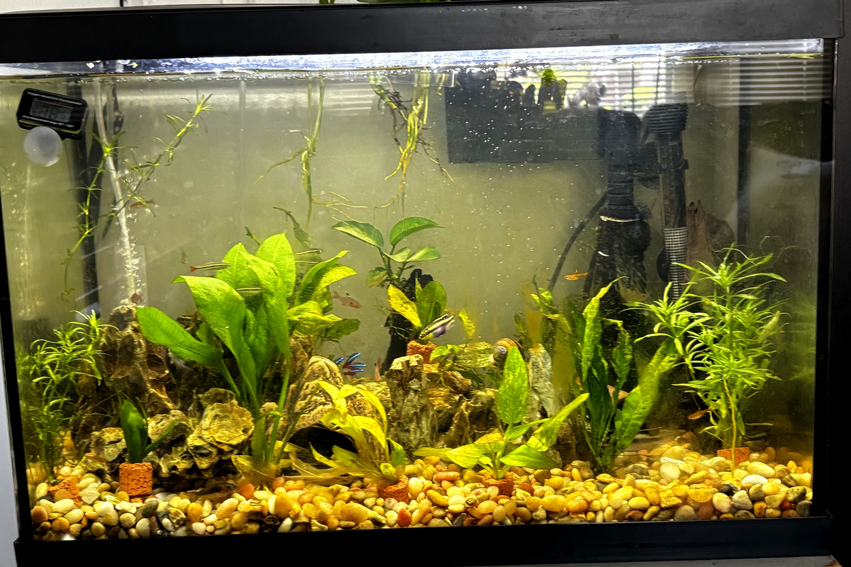 kribs rasbora planted caves kribensis african cichlid