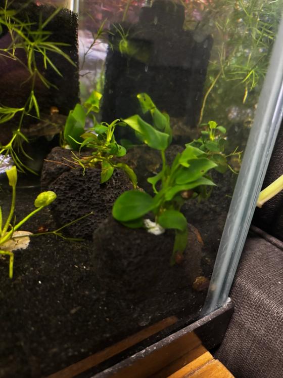Photo from Frank's Thriving Aquatics