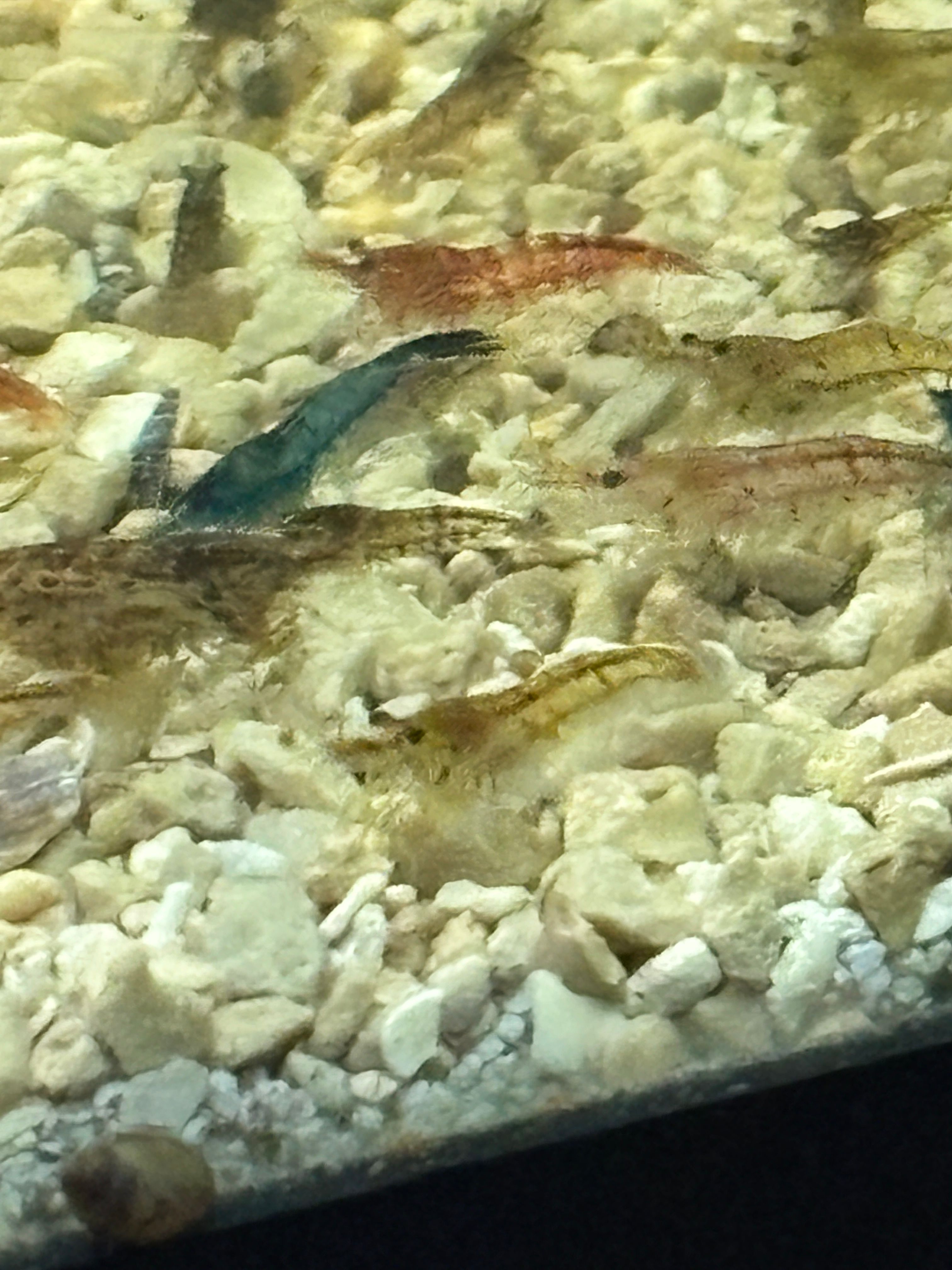 culled shrimp 