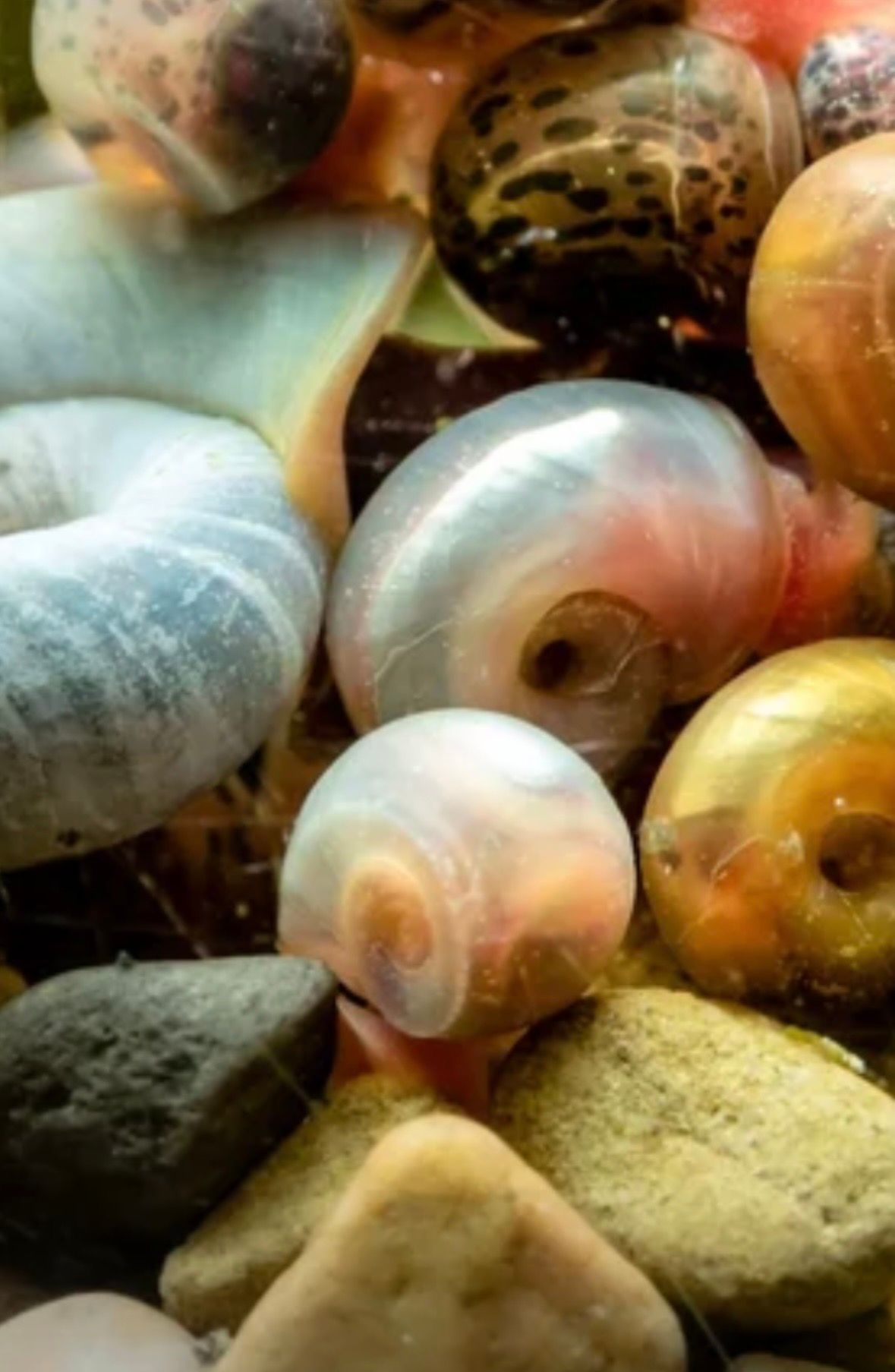 Vibrant aquarium snails on a mission.