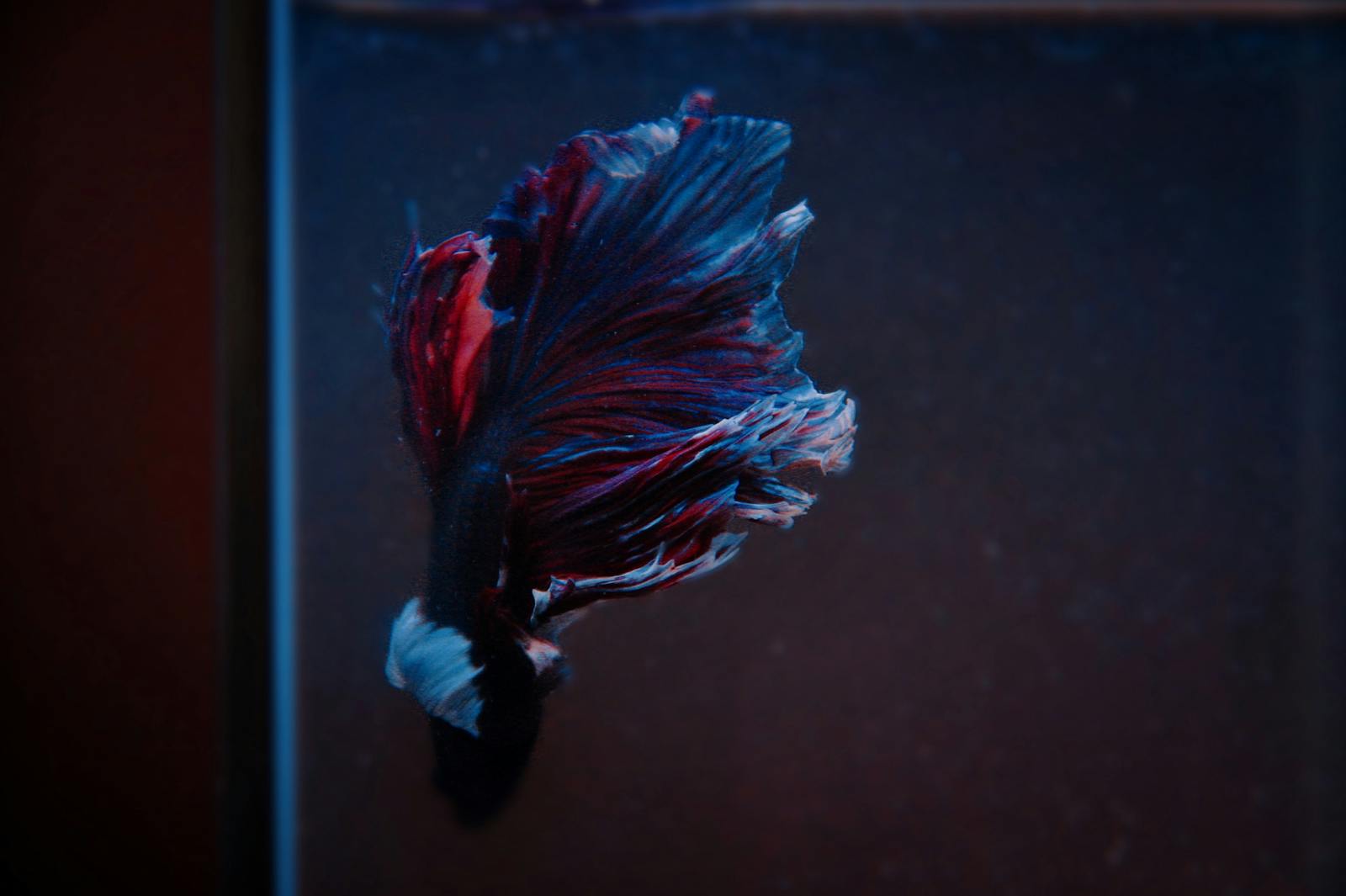 Stock photo placeholder — a vibrant betta fish with flowing fins.
