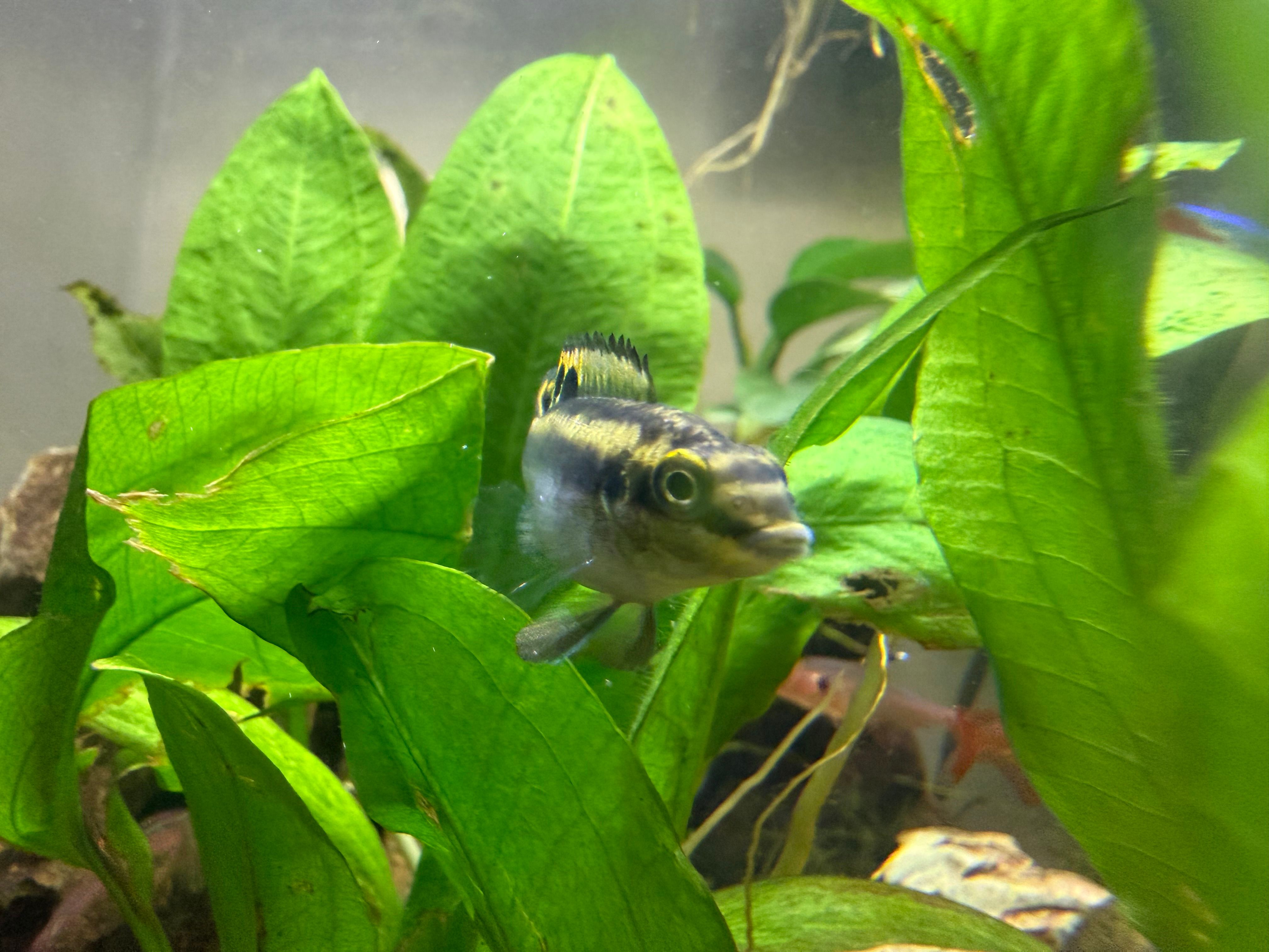 africancichlid cichlid kreb krebensis 