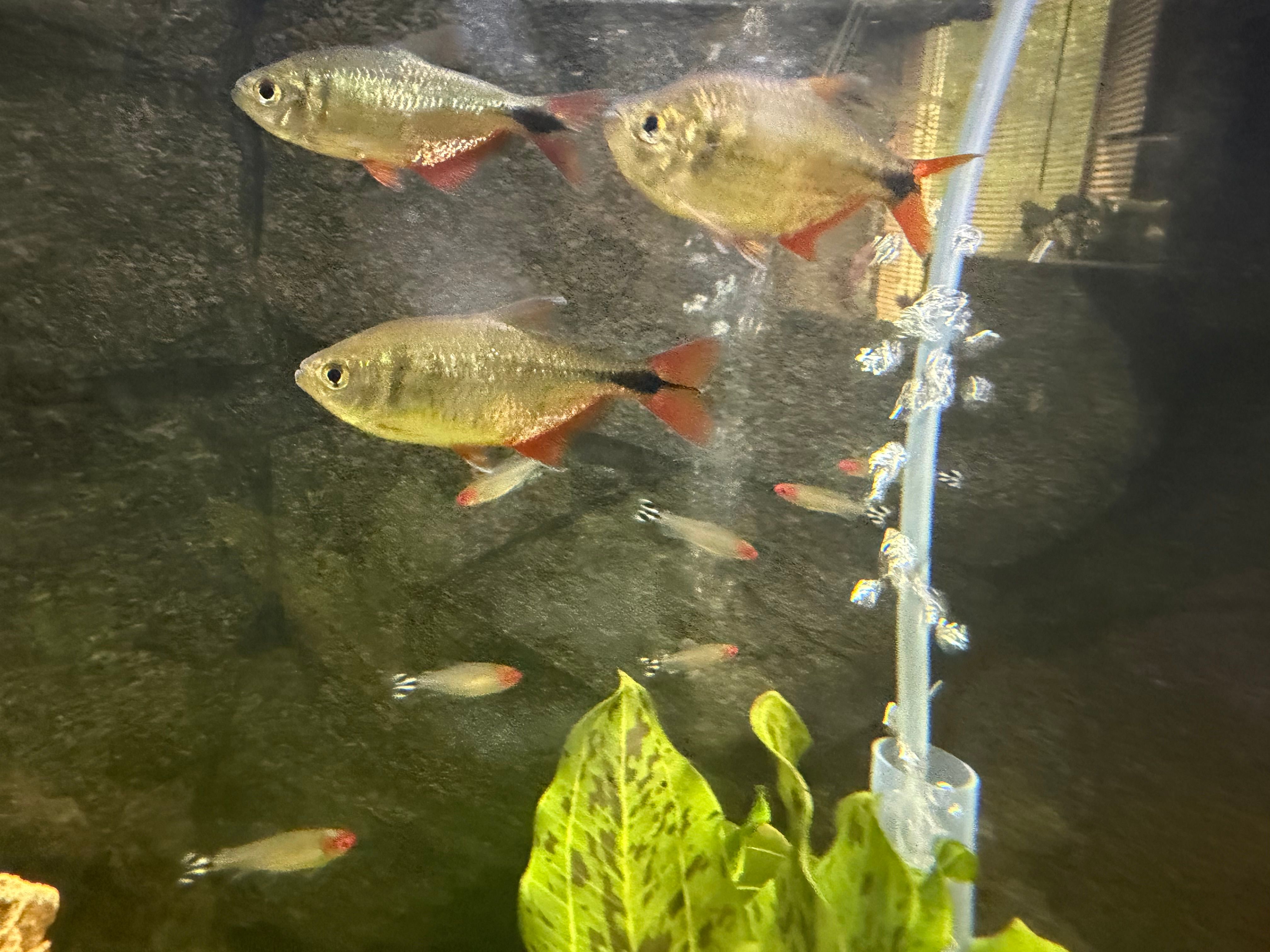 tetra
