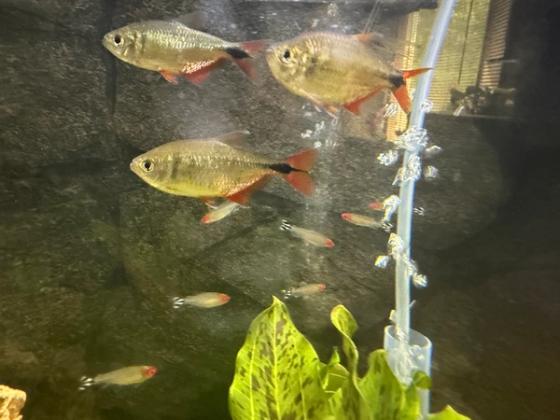 Photo from Frank's Thriving Aquatics