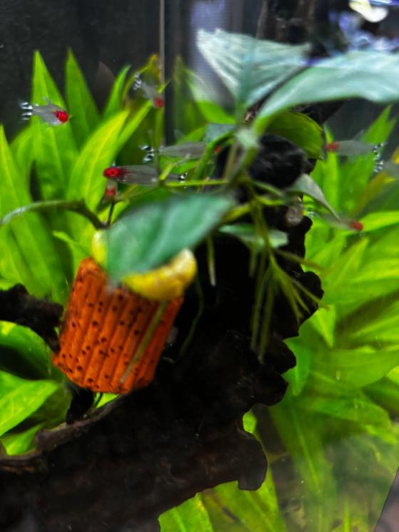 Photo from Frank's Thriving Aquatics