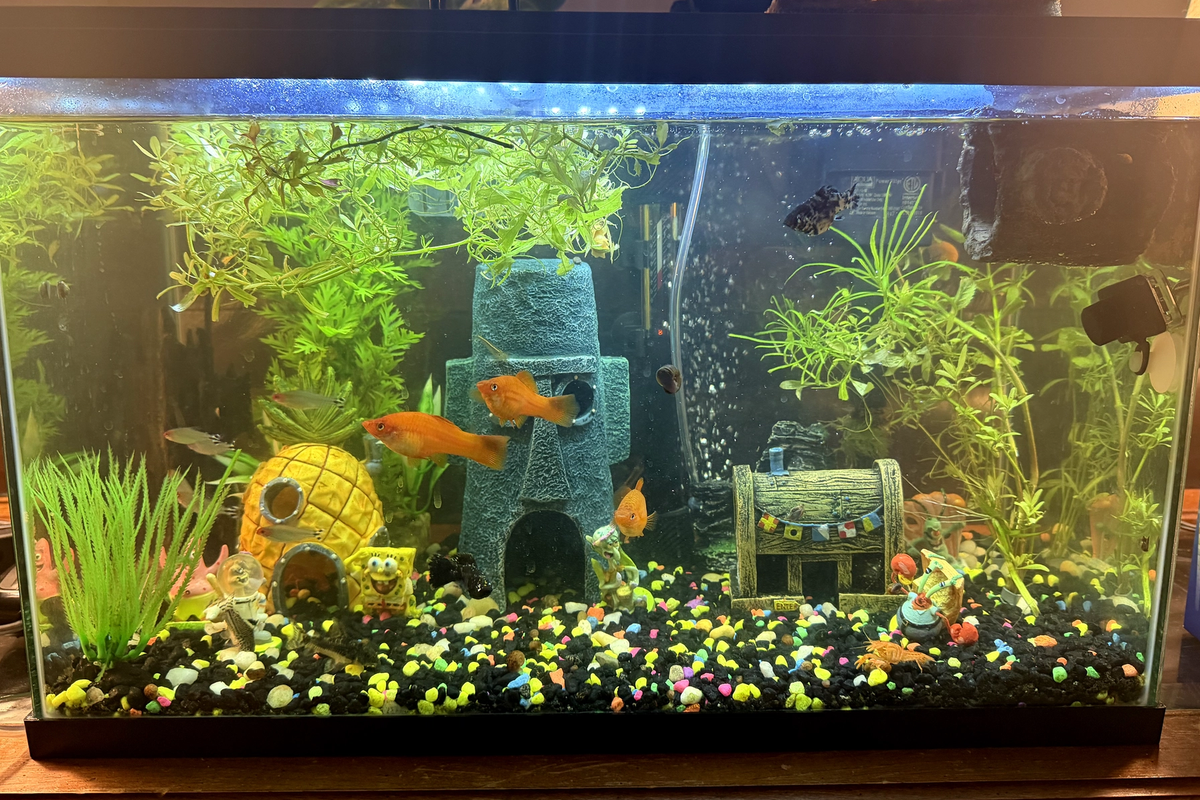 bikini bottom spongebob aquarium krusty krab sword fin