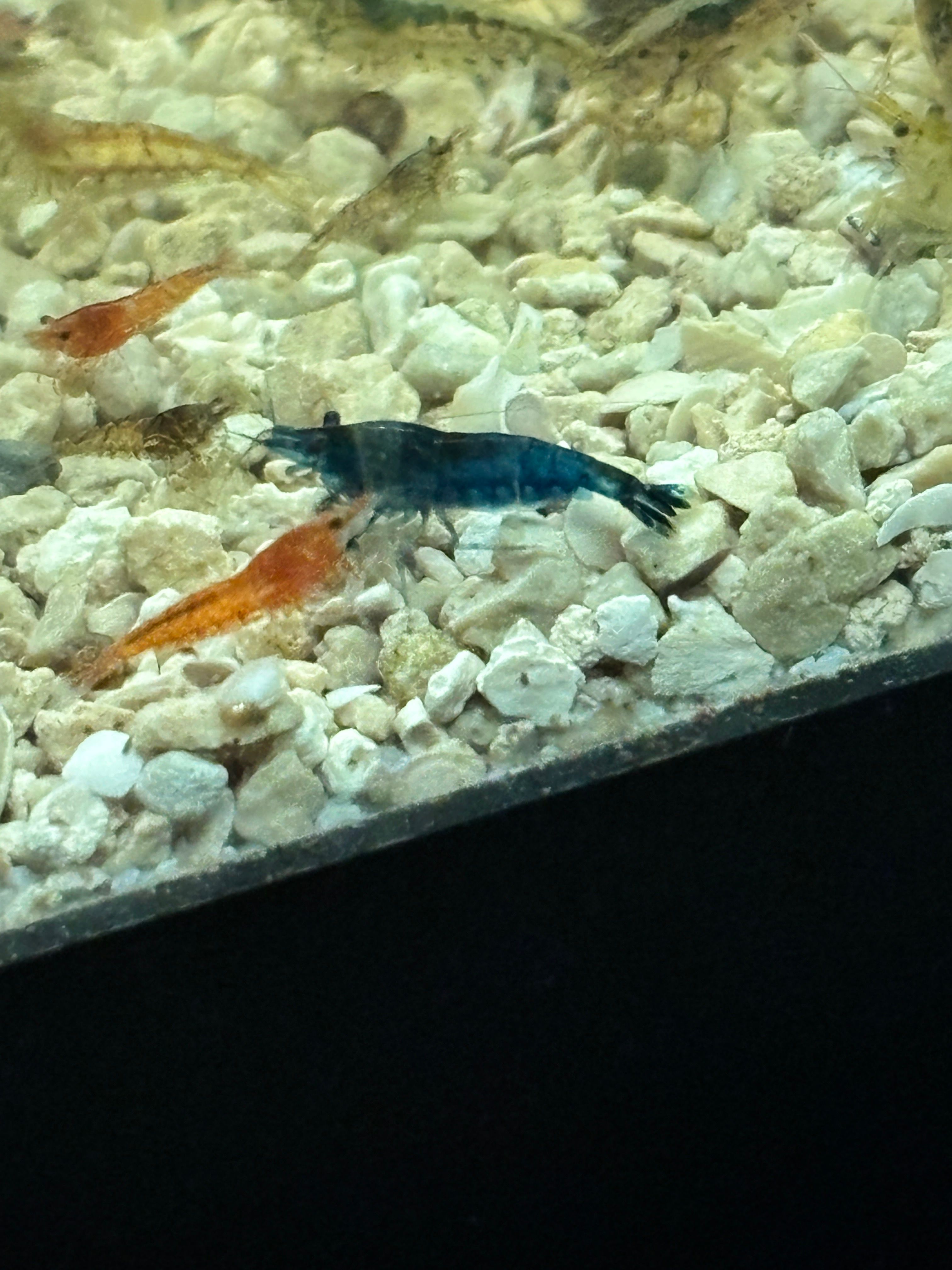 Colorful Neocardina Shrimp in close-up.