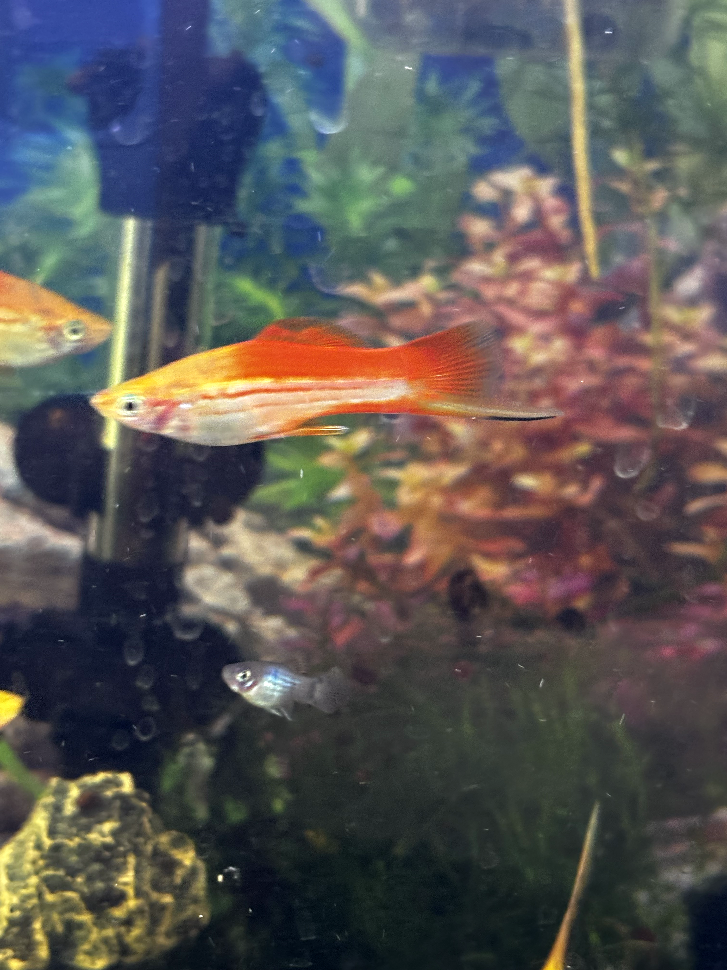 Vibrant male Pineapple Sword