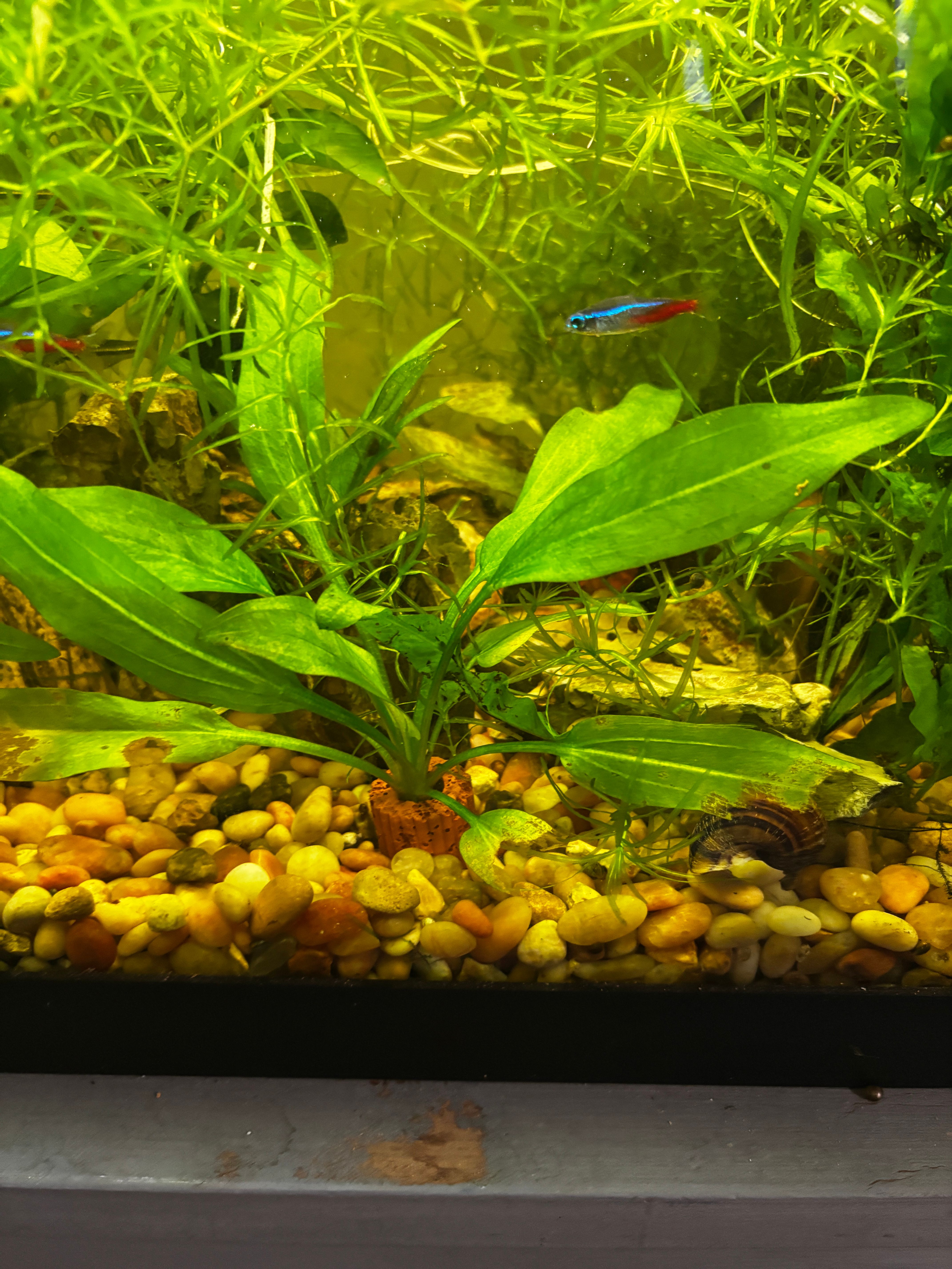 amazon sword plant
