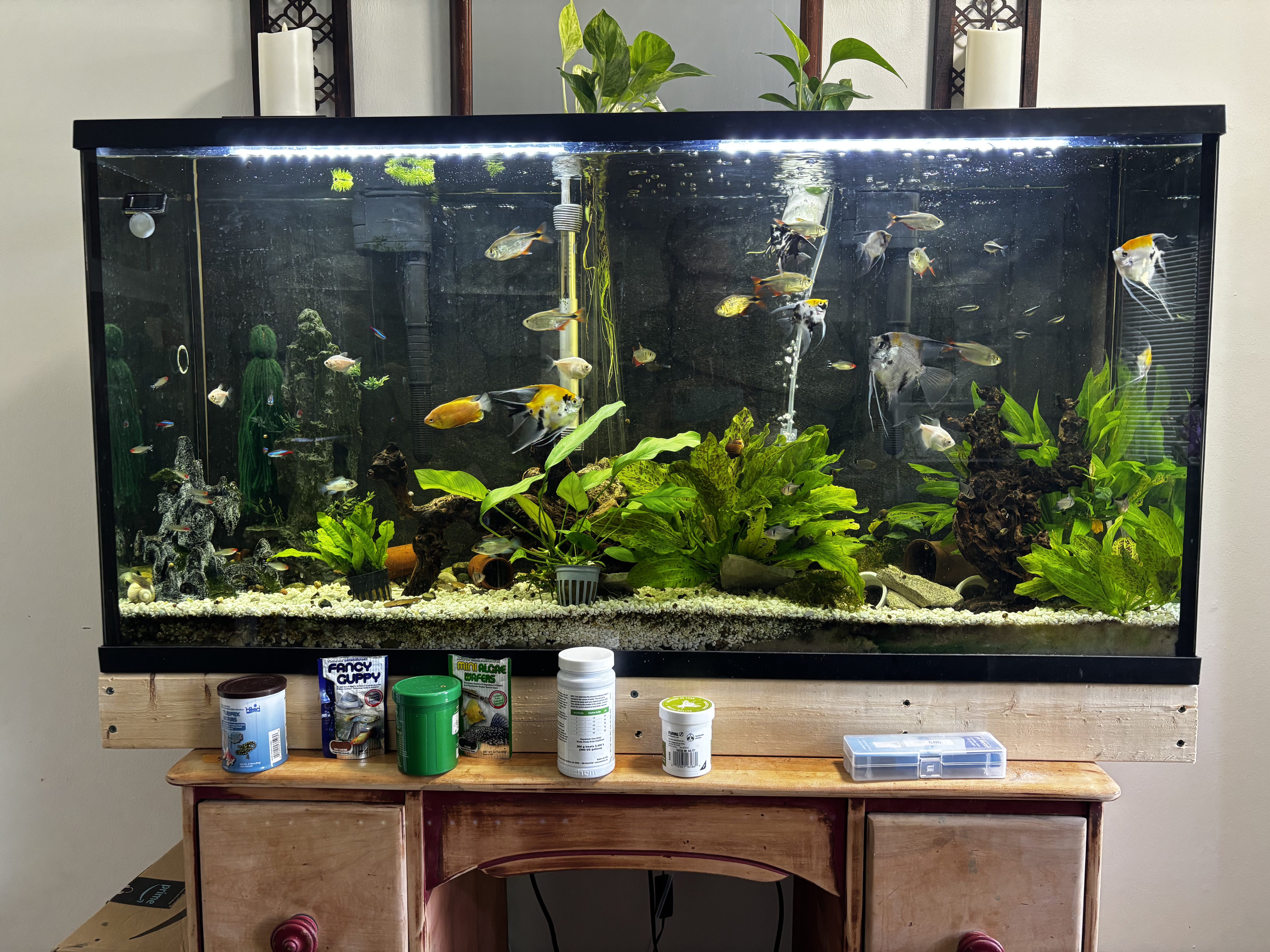 60 gal community Electric Blue Acara angel fish Buenos aires tetras 
