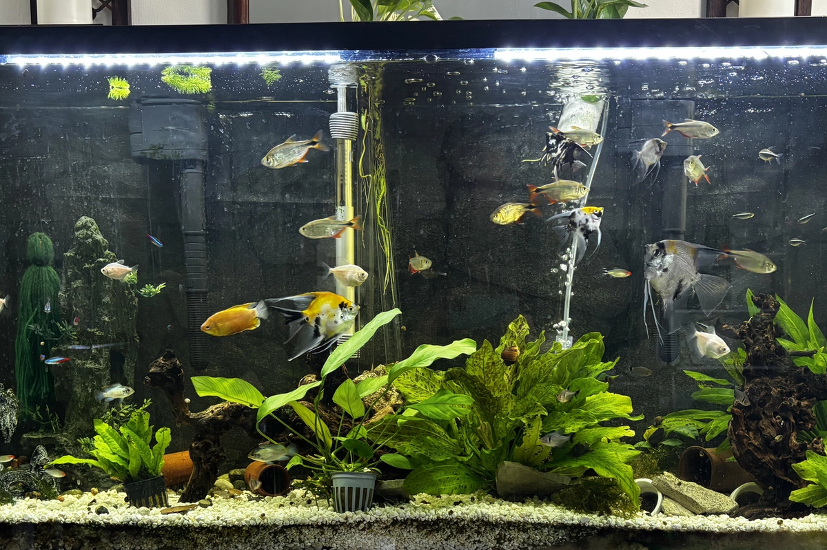 60 gal community Electric Blue Acara angel fish Buenos aires tetras