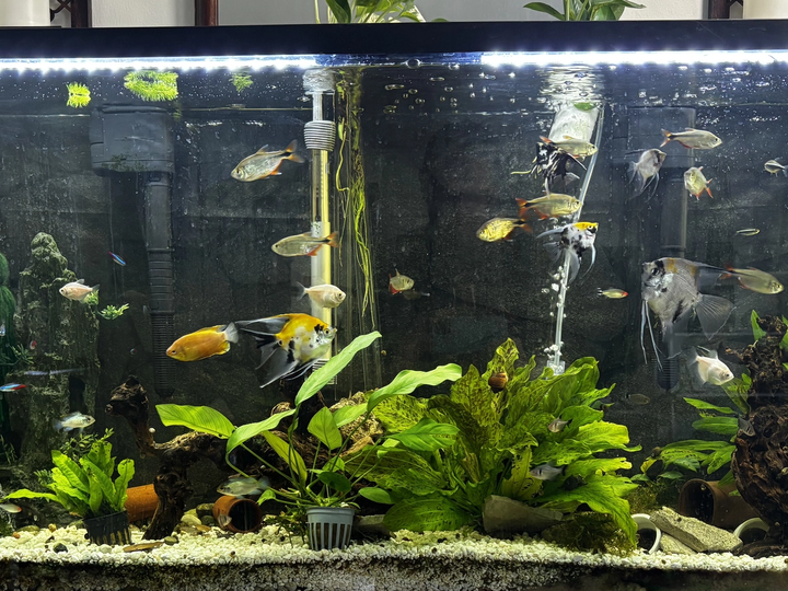 60 gal community Electric Blue Acara angel fish Buenos aires tetras