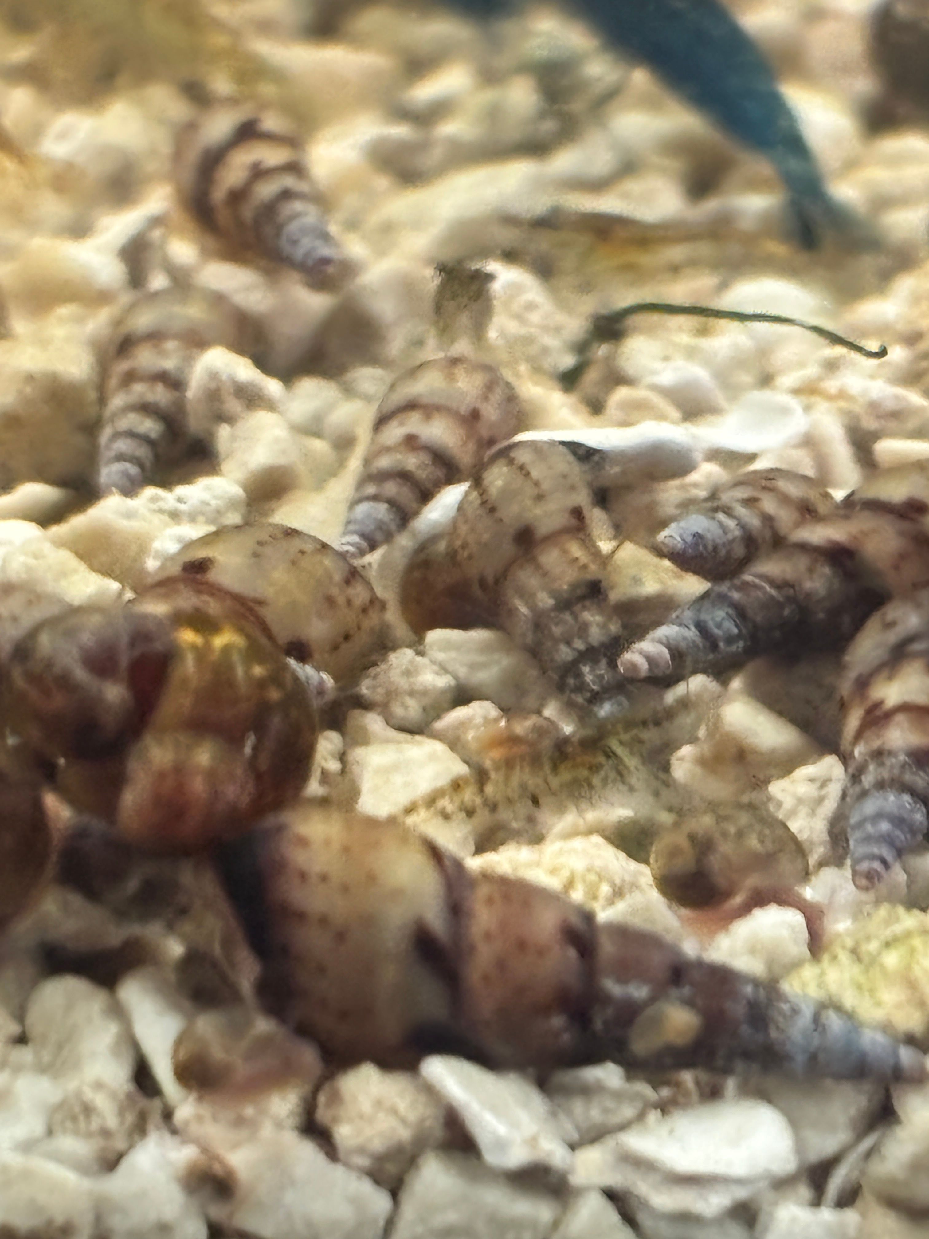 snail clean-up crew malaysian trumpet cone shaped