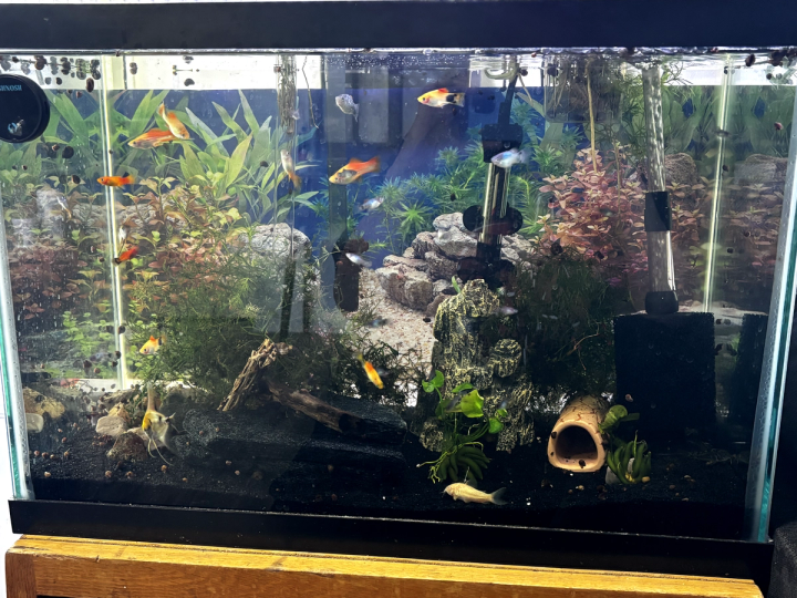 pineapple swordtails platys micky mouse platy red wag platy