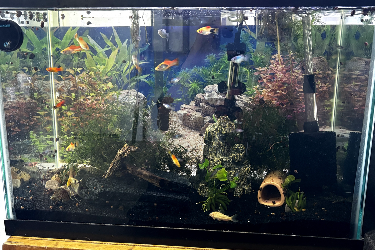pineapple swordtails platys micky mouse platy red wag platy