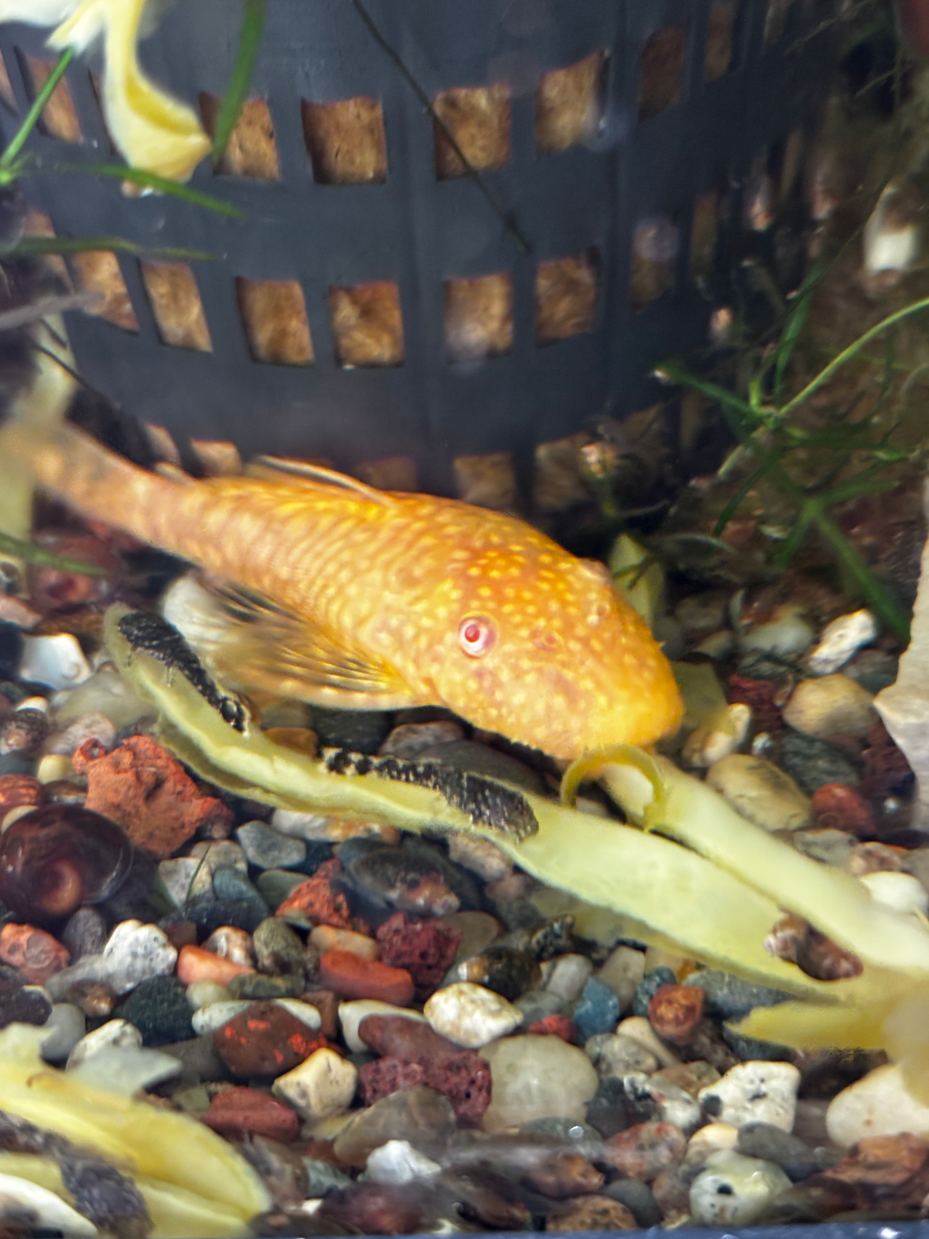 Juvi plecos