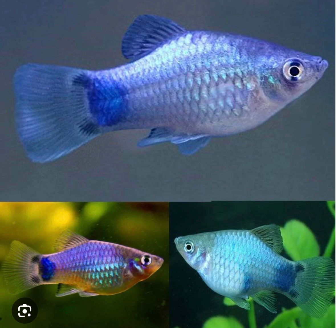 platy mickymouse micky mouse livebearer 
