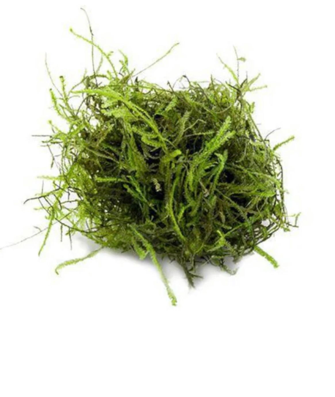 java moss