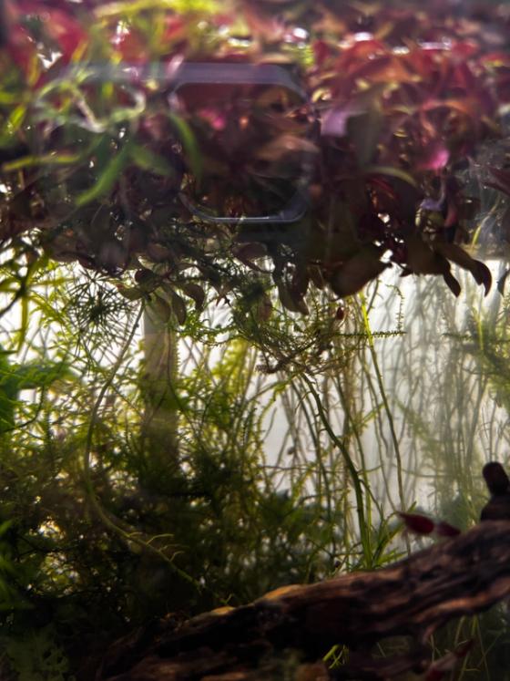 Photo from Frank's Thriving Aquatics