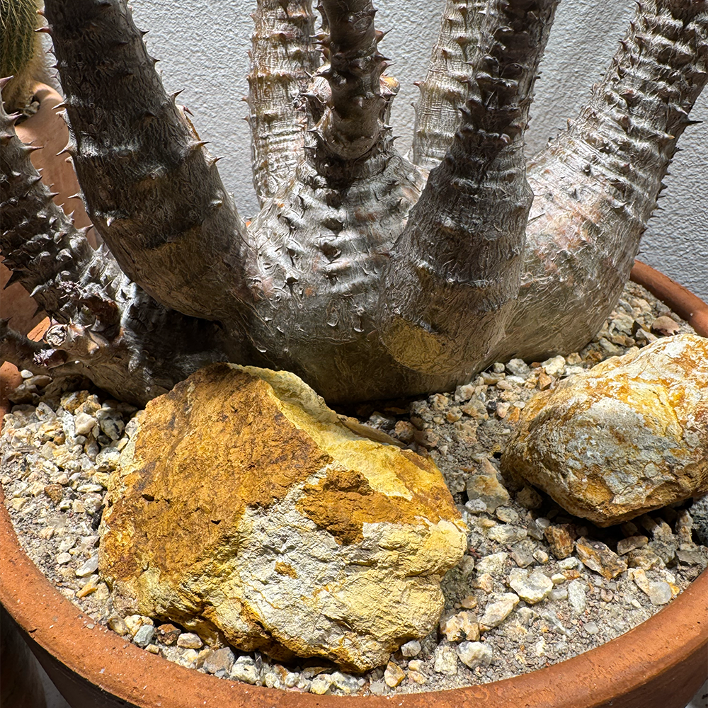 A decorative image from Usal Project