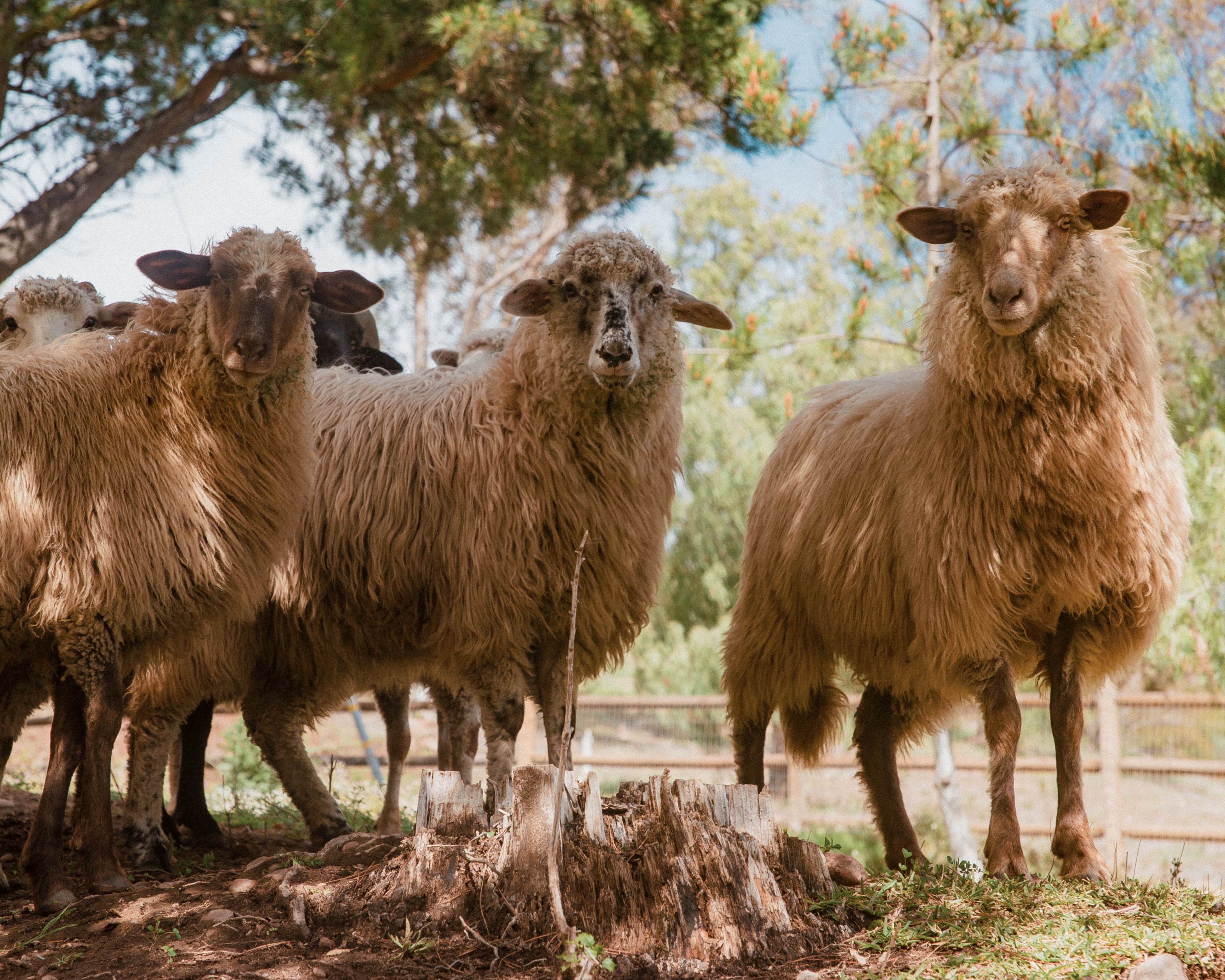 A decorative image from Usal Project