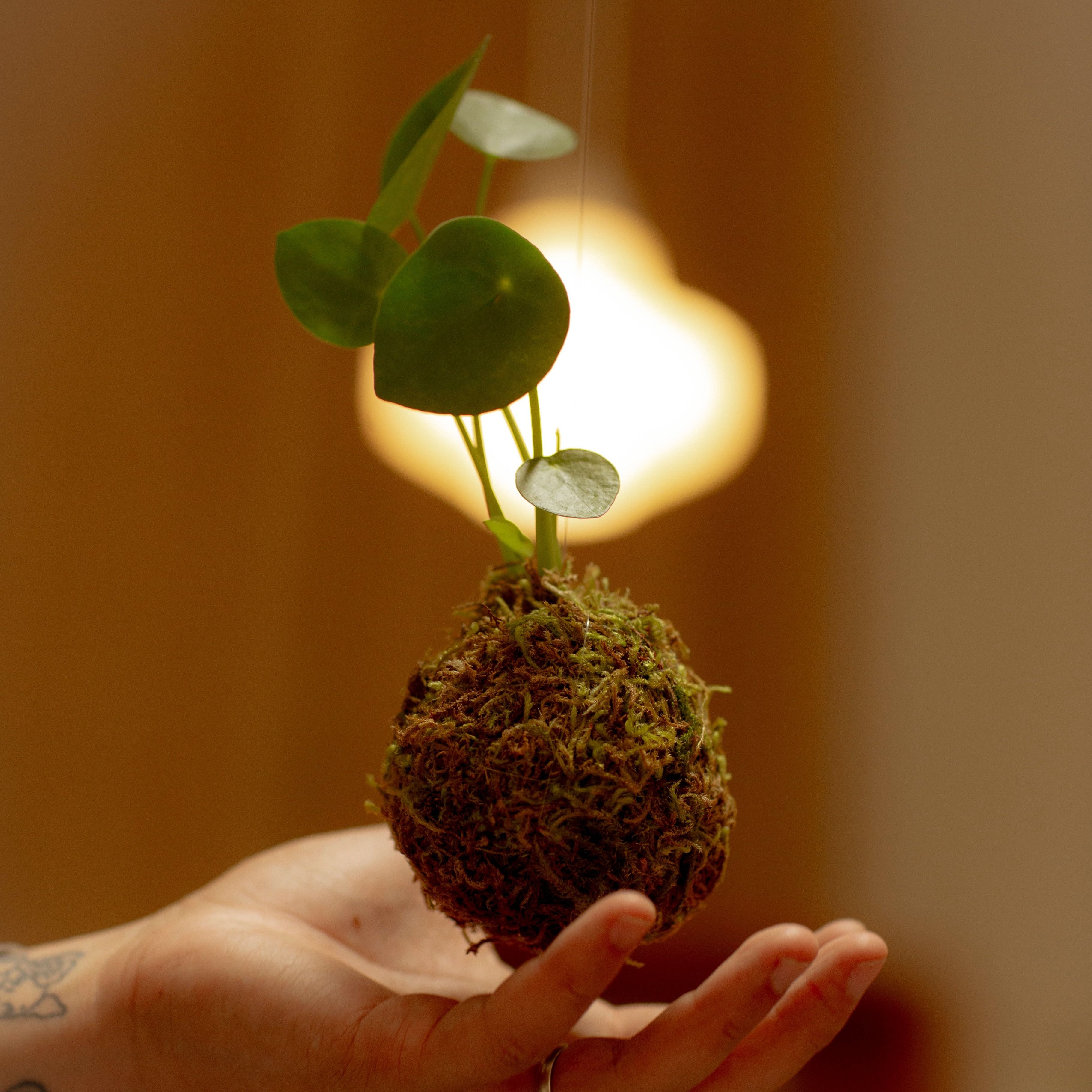 A decorative image from Usal Project